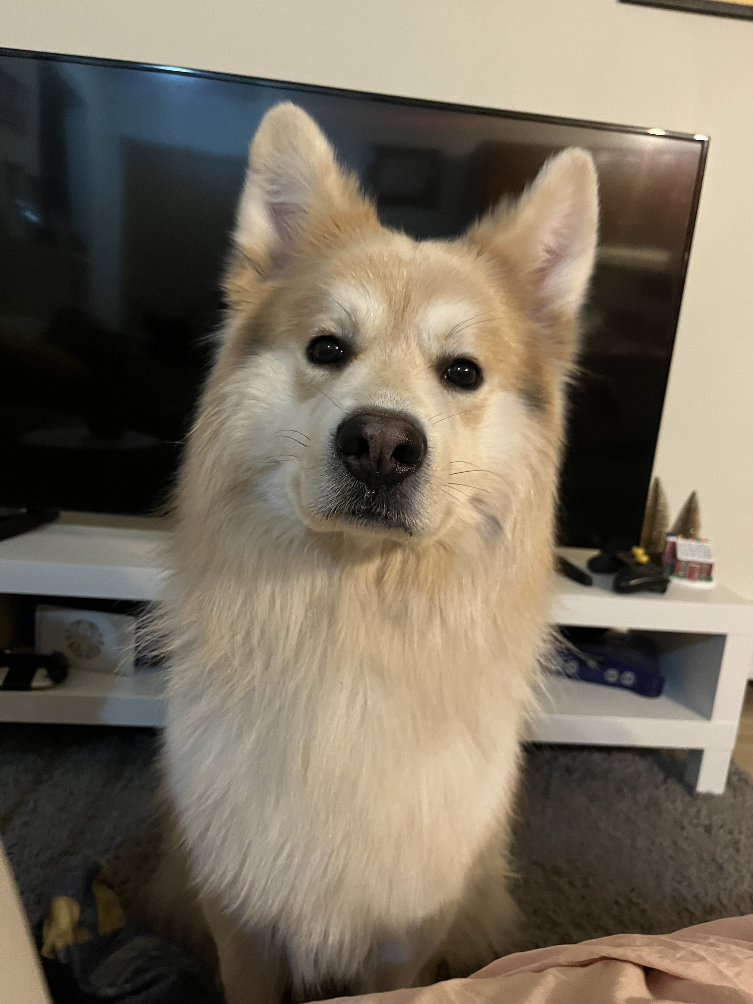 Fluffy - German Shepherd x Siberian Husky