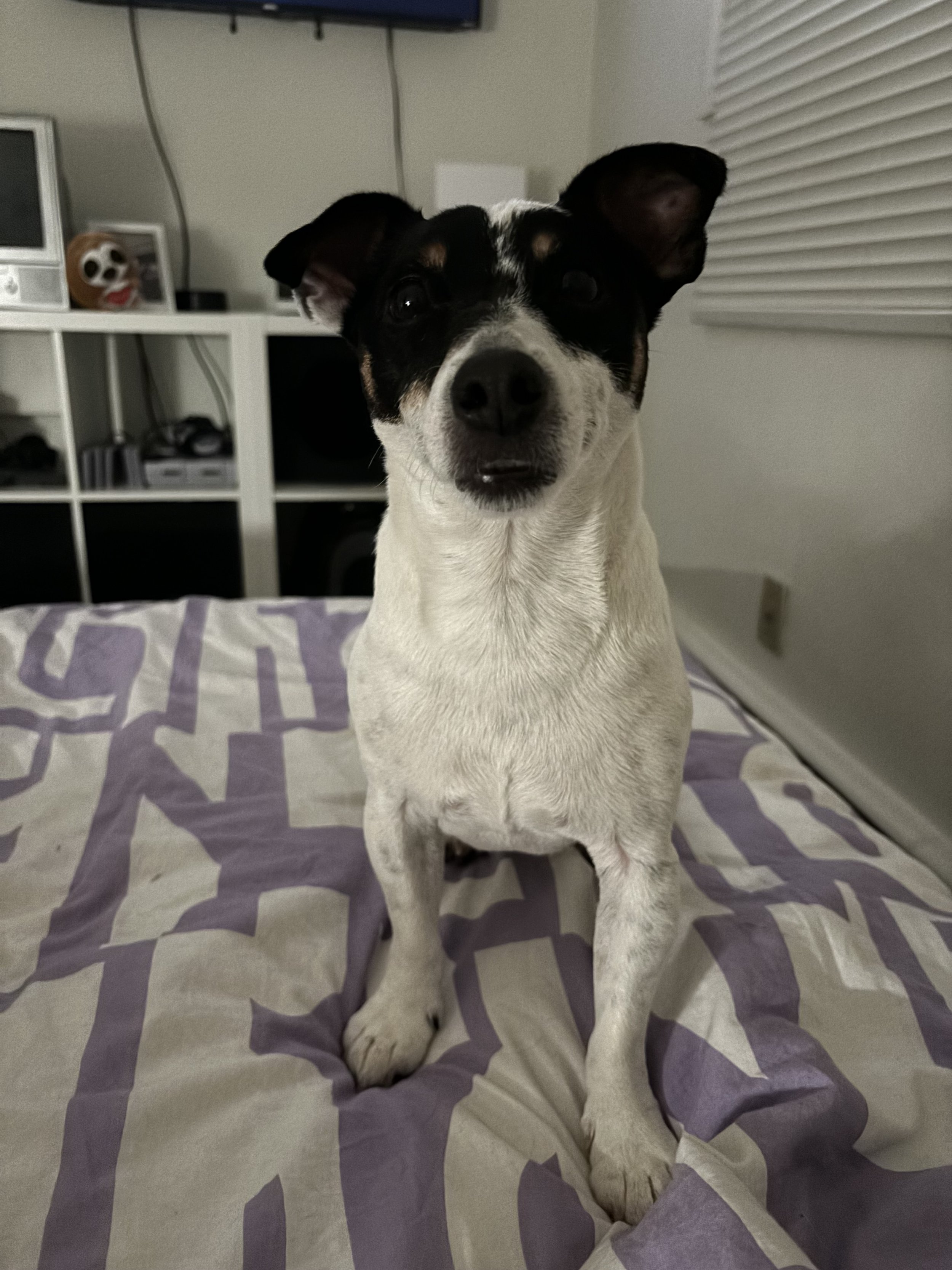 Pablo - Jack Russell Terrier