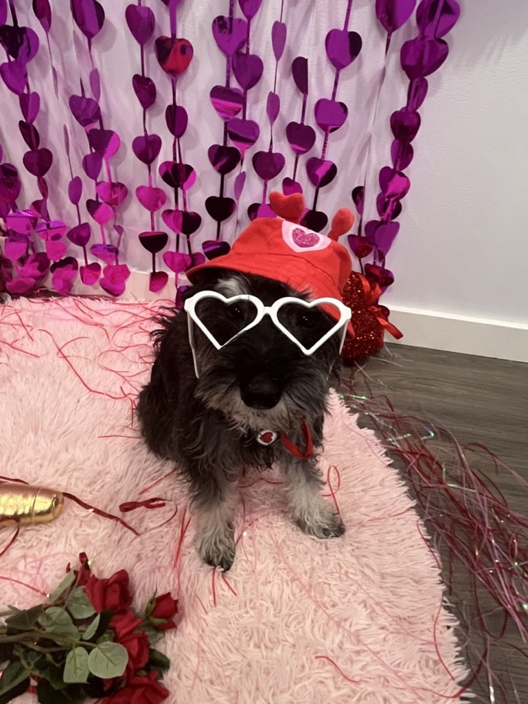 Joline - Miniature Schnauzer