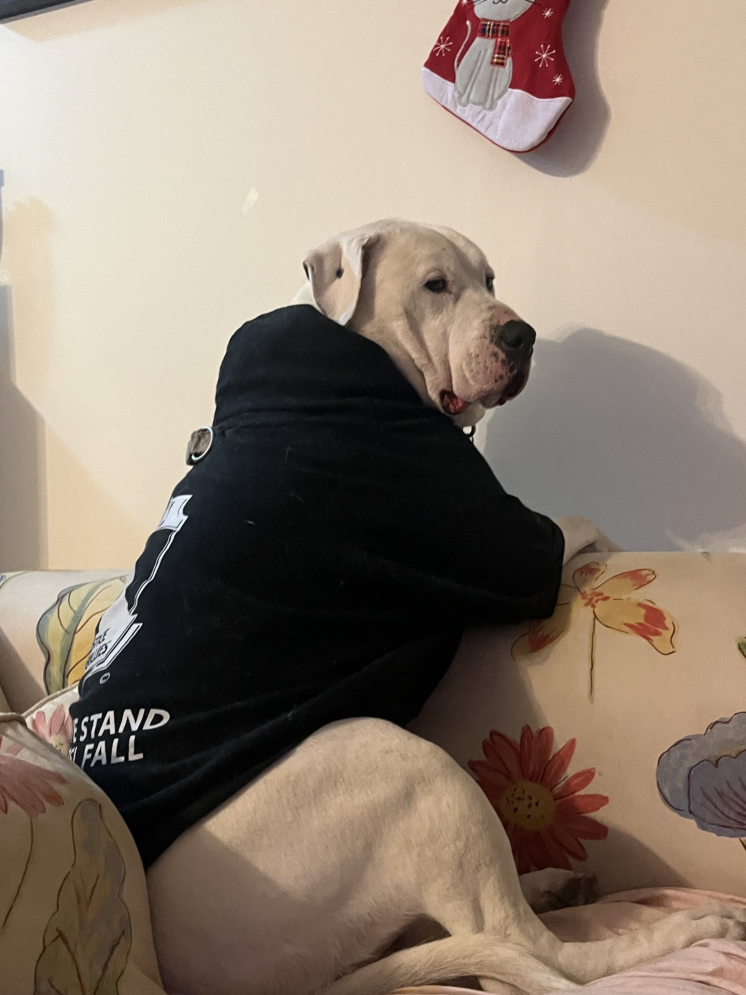 Kuma - American Staffordshire Terrier