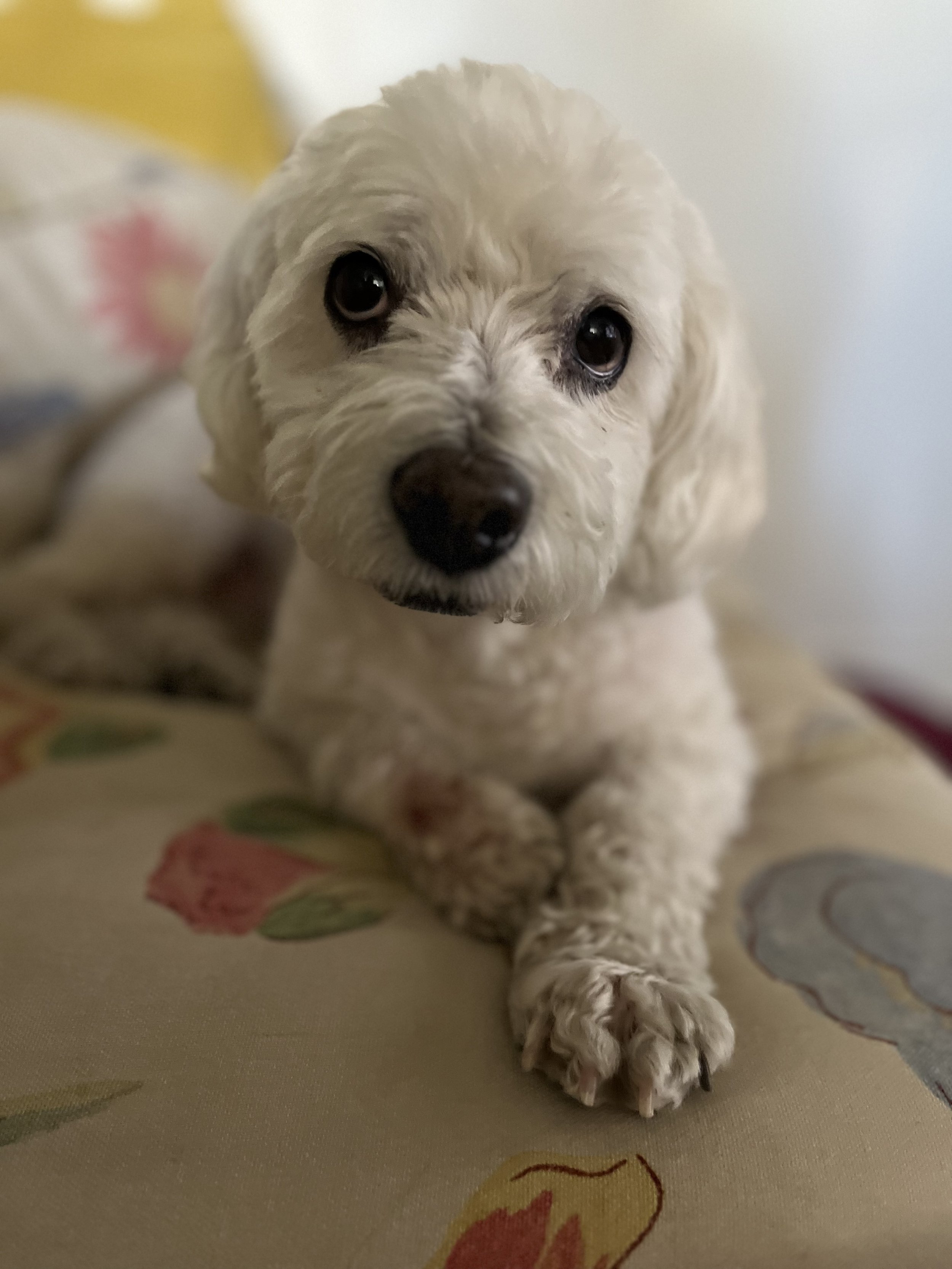 Teddy - Bichon Frisée