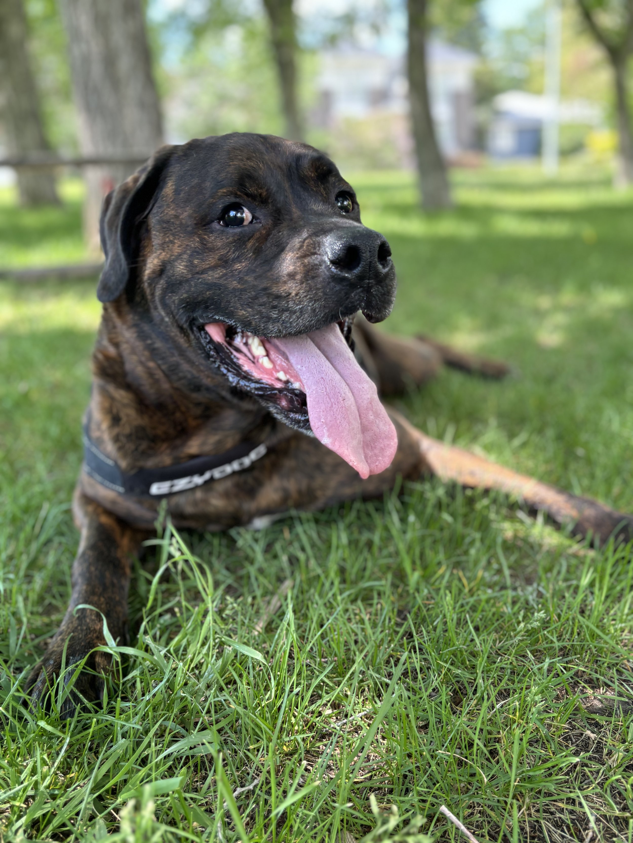 Drax - Rottweiler x Boxer