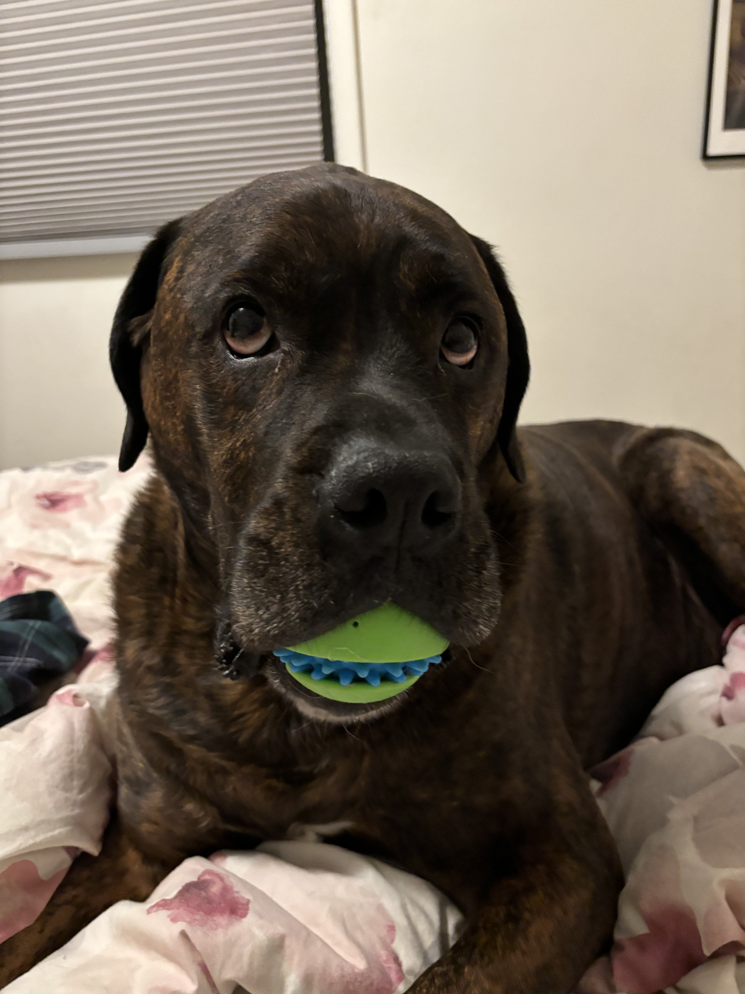 Drax - Rottweiler x Boxer