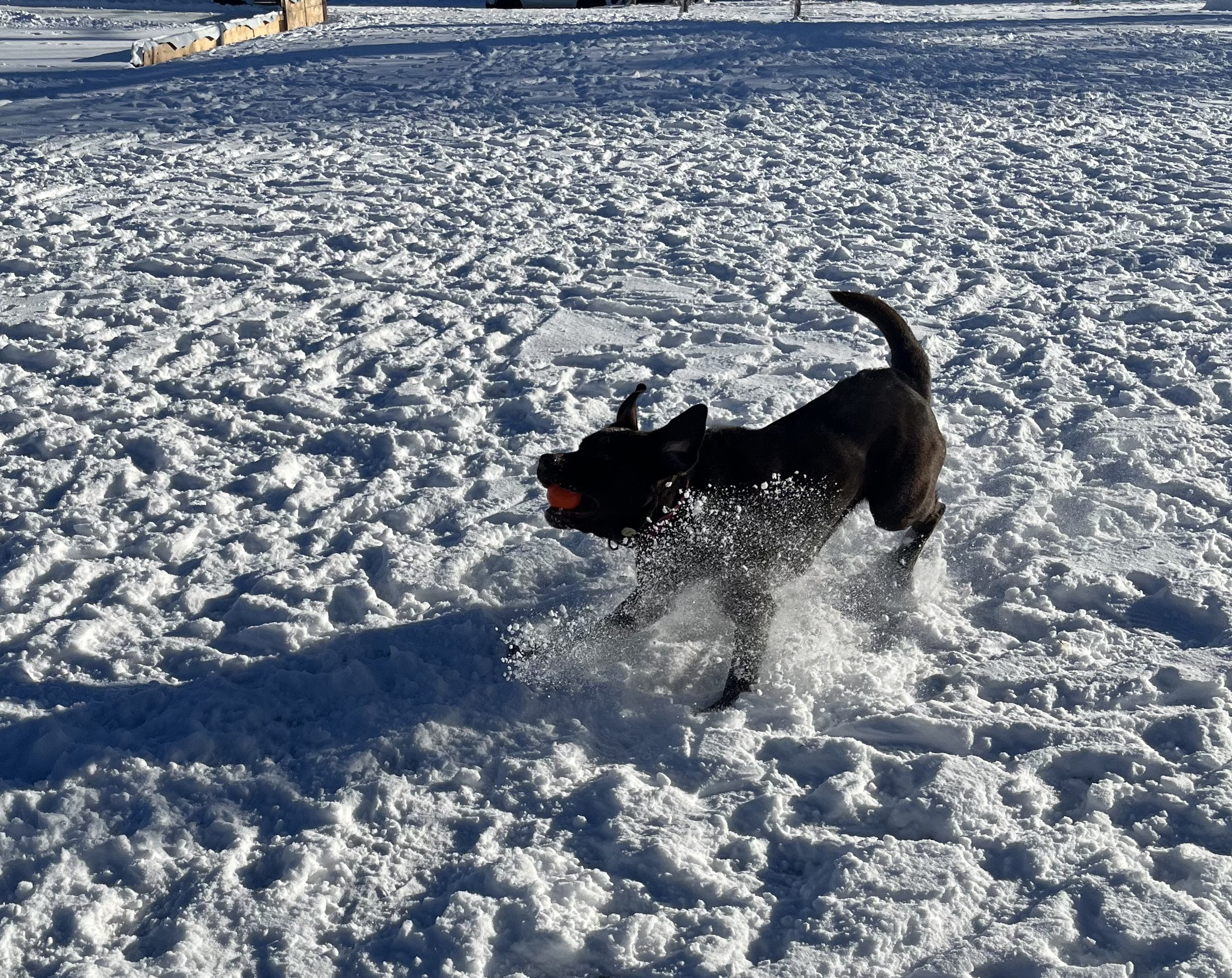 Nessa - Labrador Retriever
