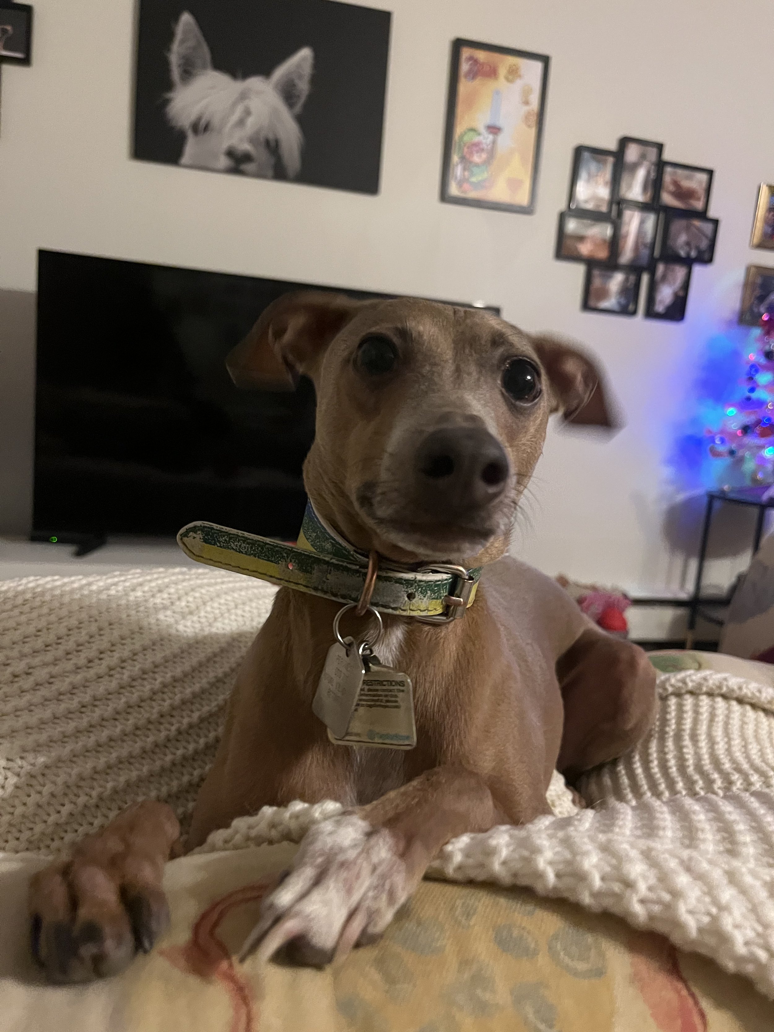Biscuit - Italian Greyhound
