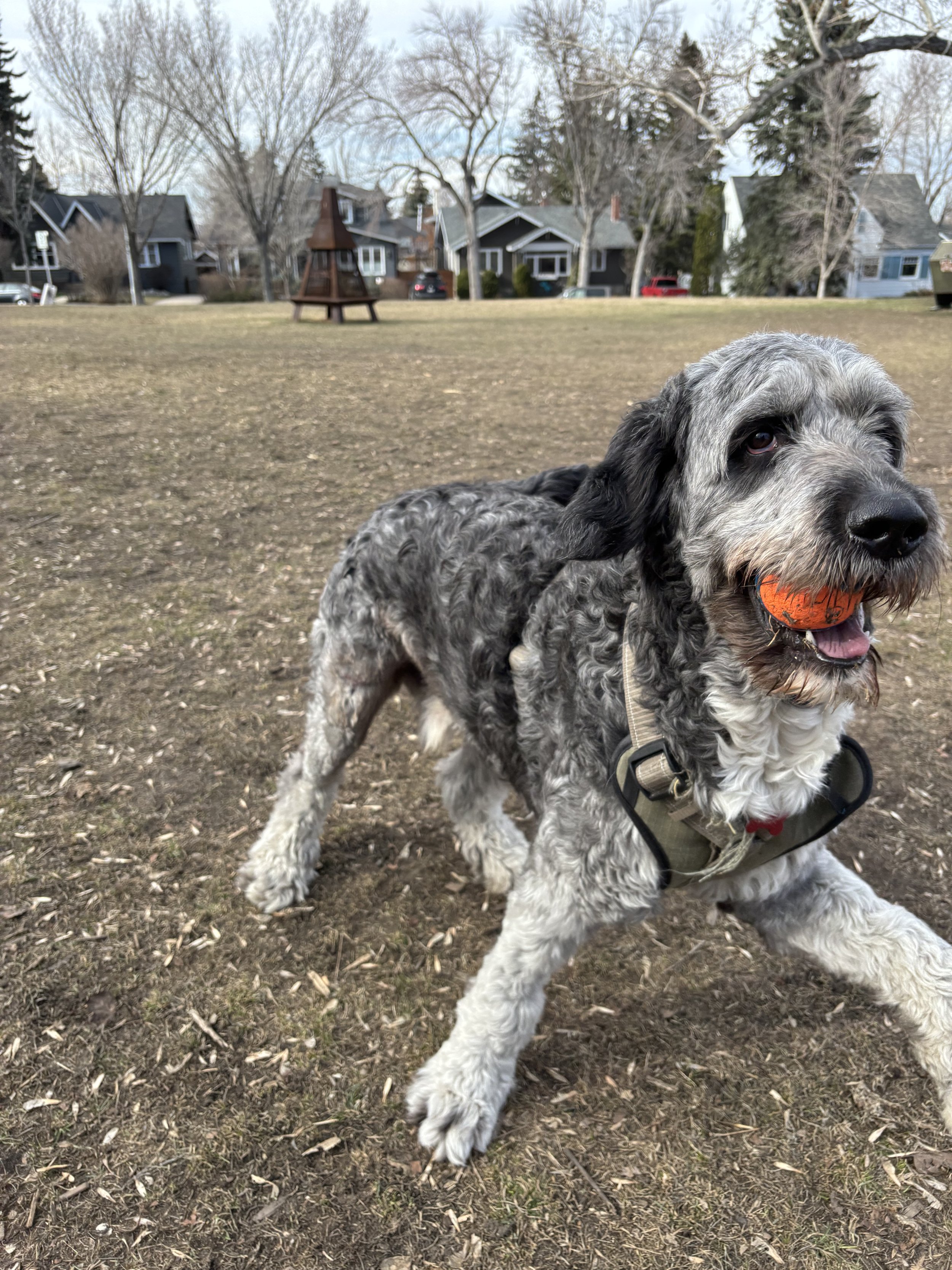Jack - Bernedoodle