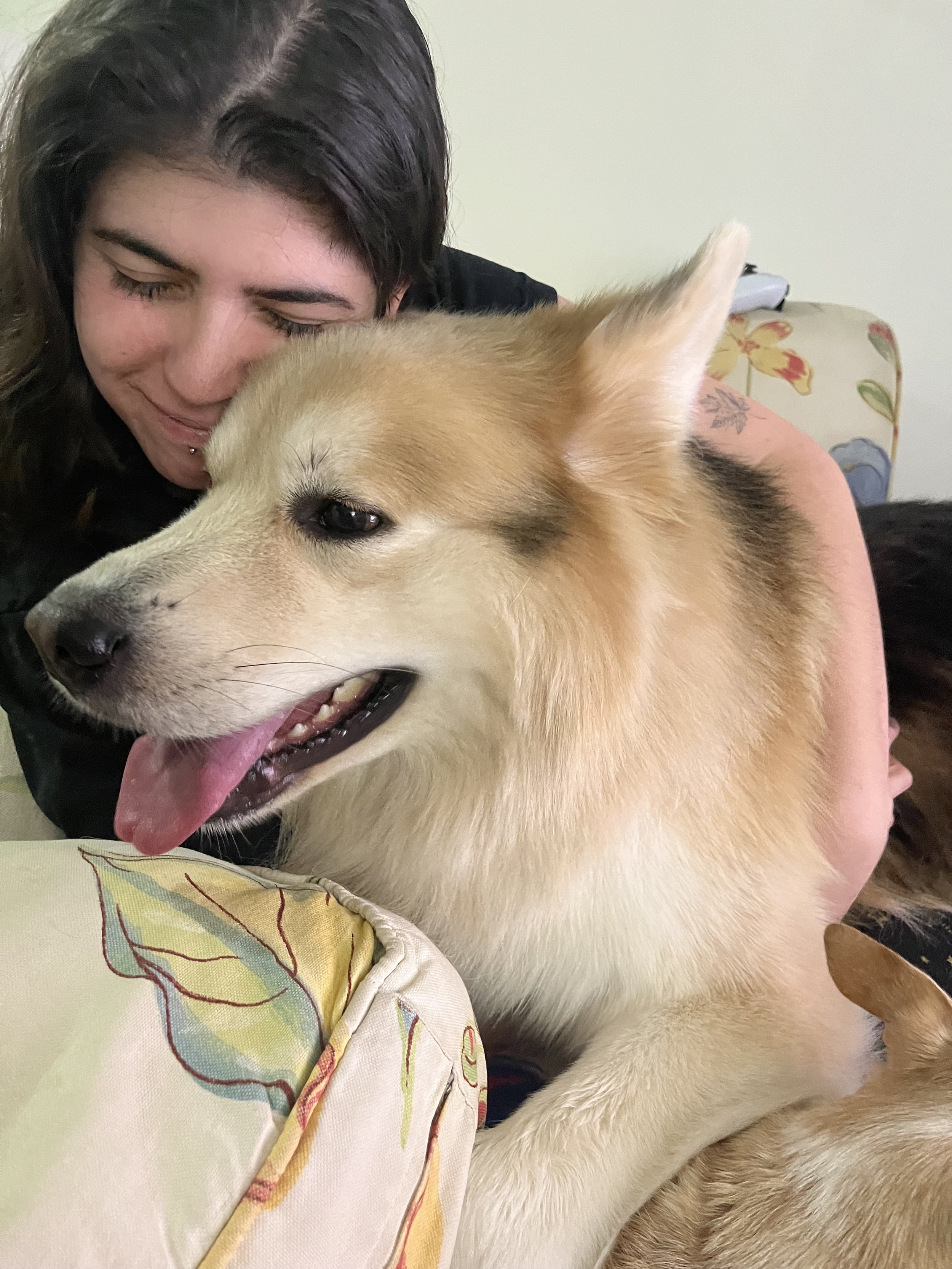Fluffy - German Shepherd x Siberian Husky
