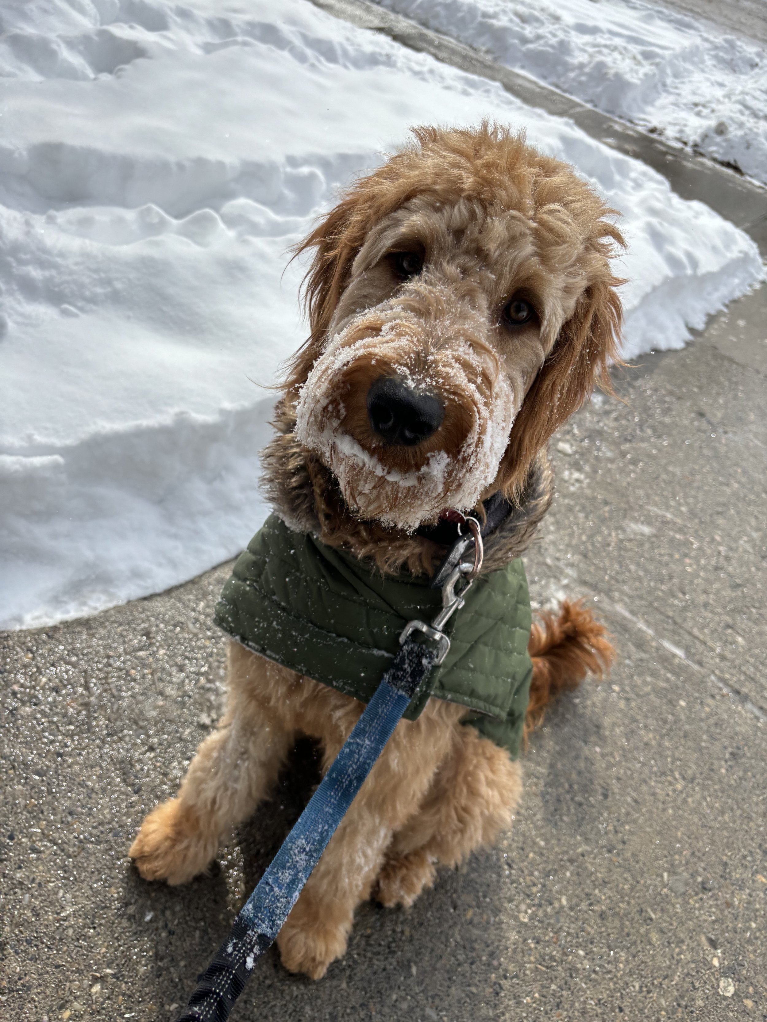 Ozzy - Goldendoodle