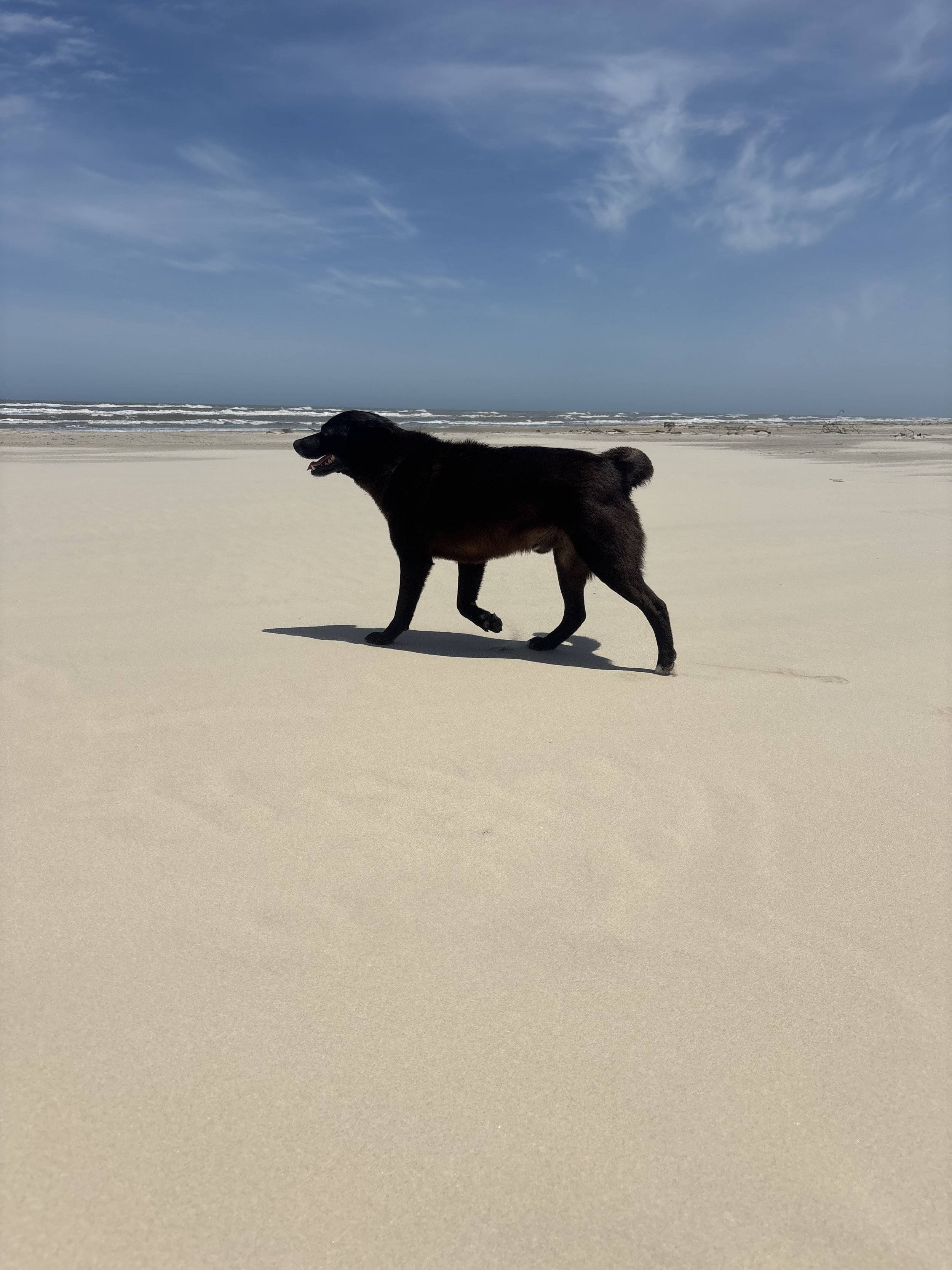 Brazilian Stray on The Beach