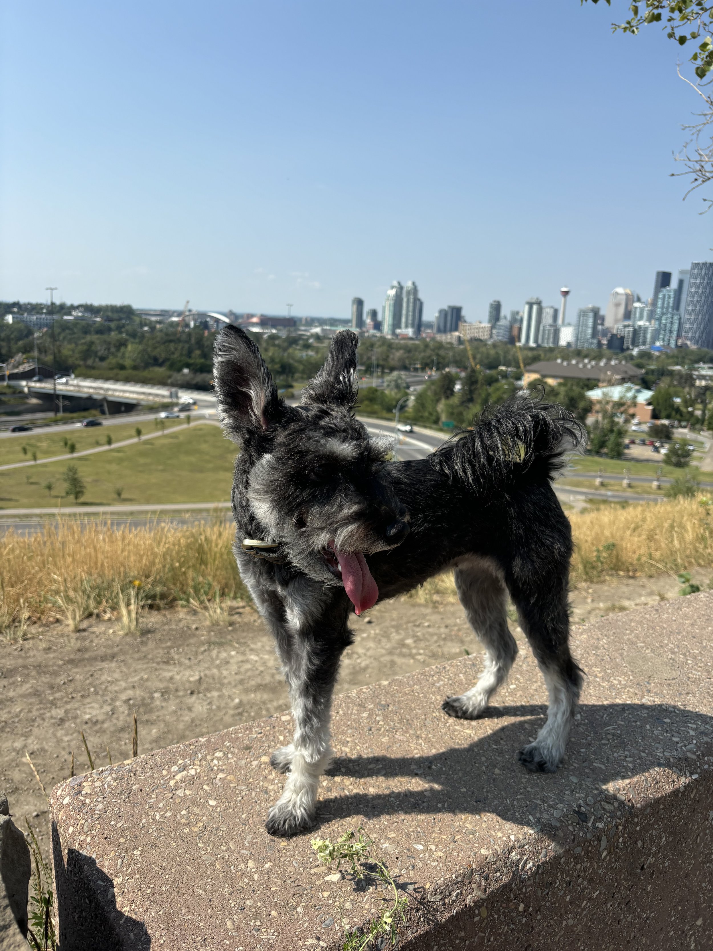 Joline - Miniature Schnauzer
