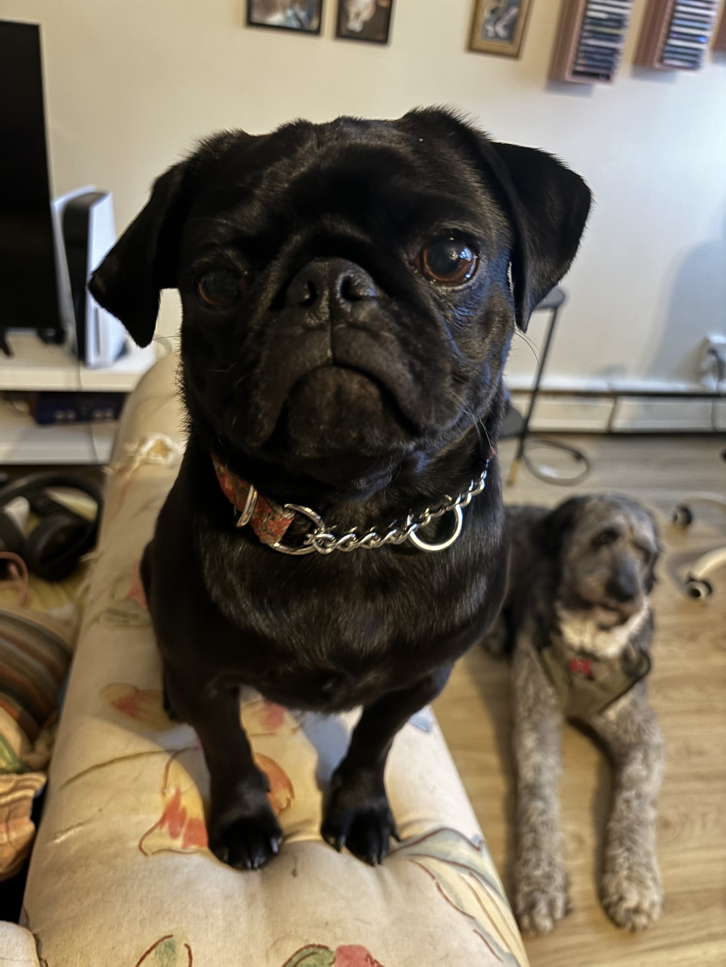 Midge - Pug
