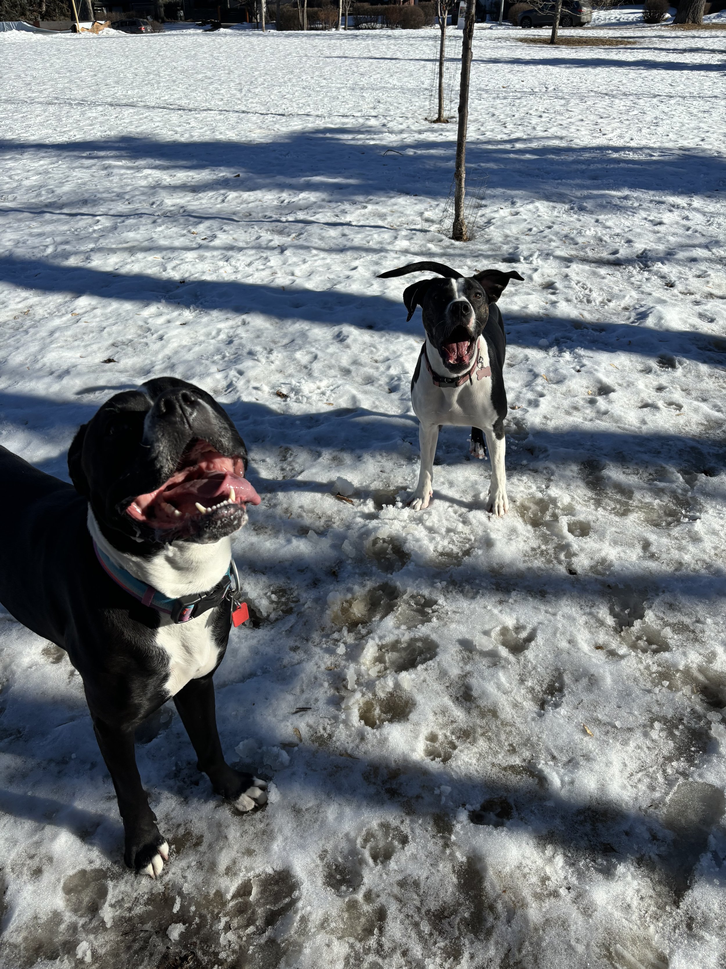 Milo & Frankie
