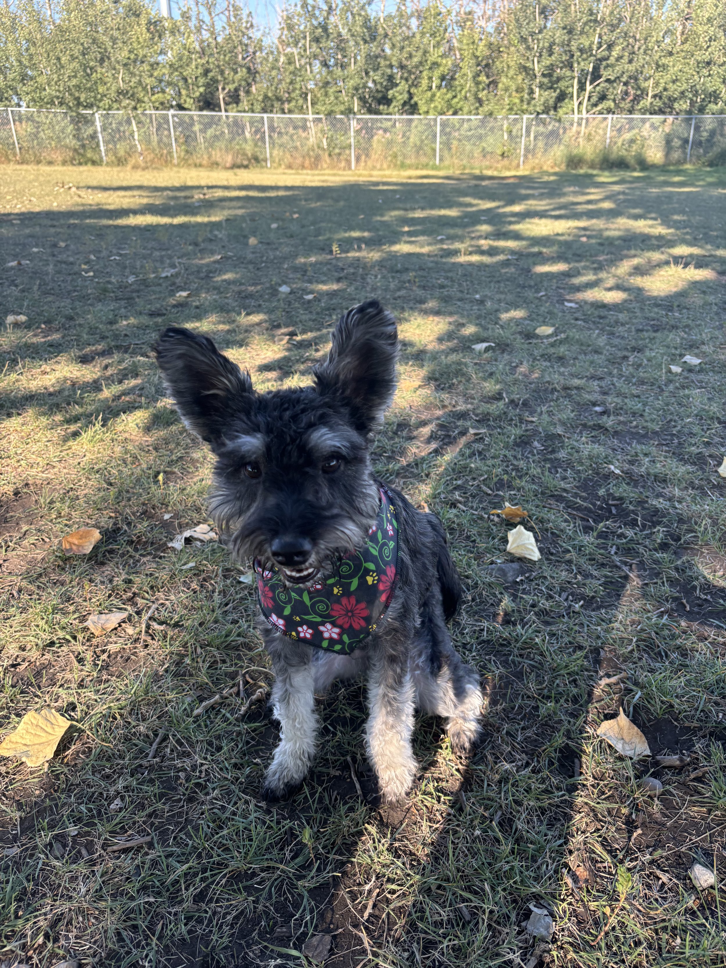 Joline - Miniature Schnauzer