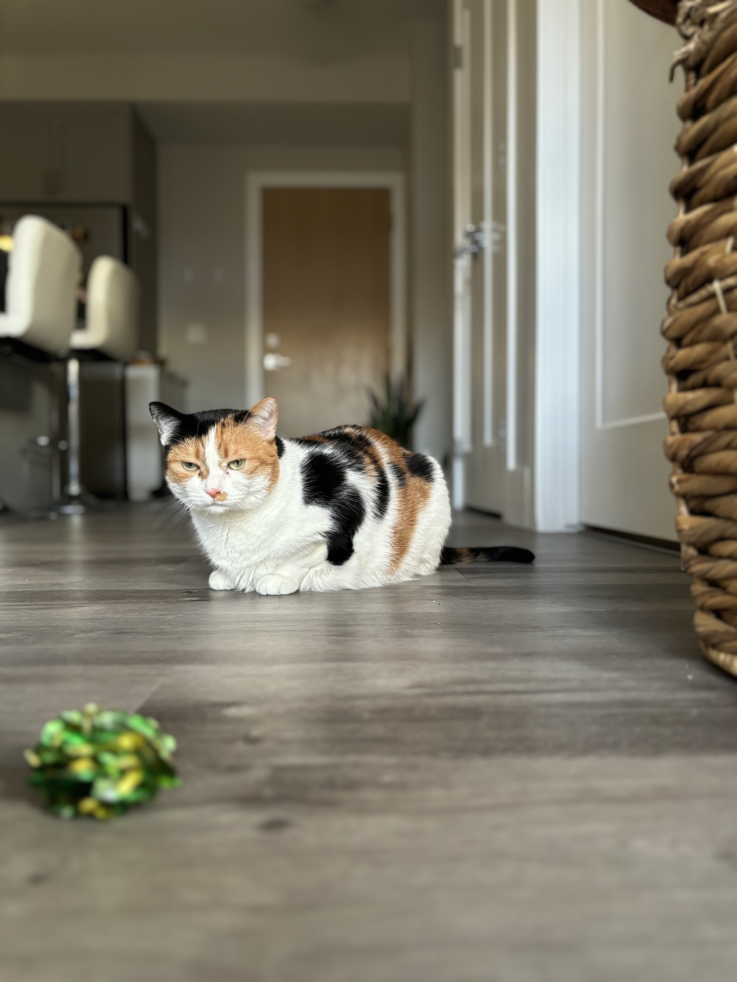 Nacho - Calico Cat
