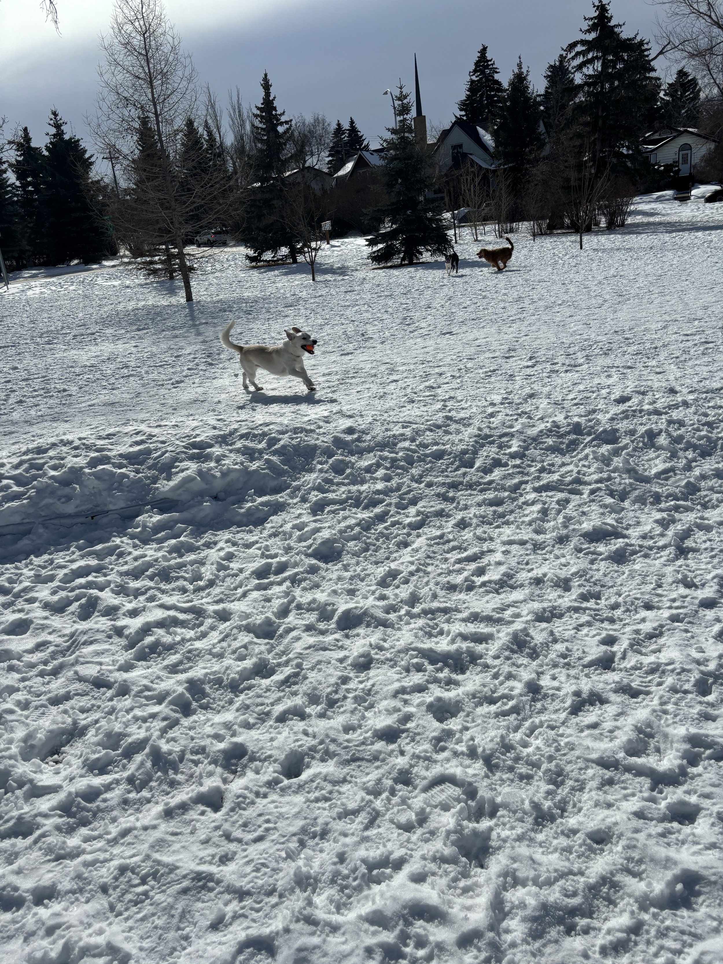 IMG_9337.jpeg