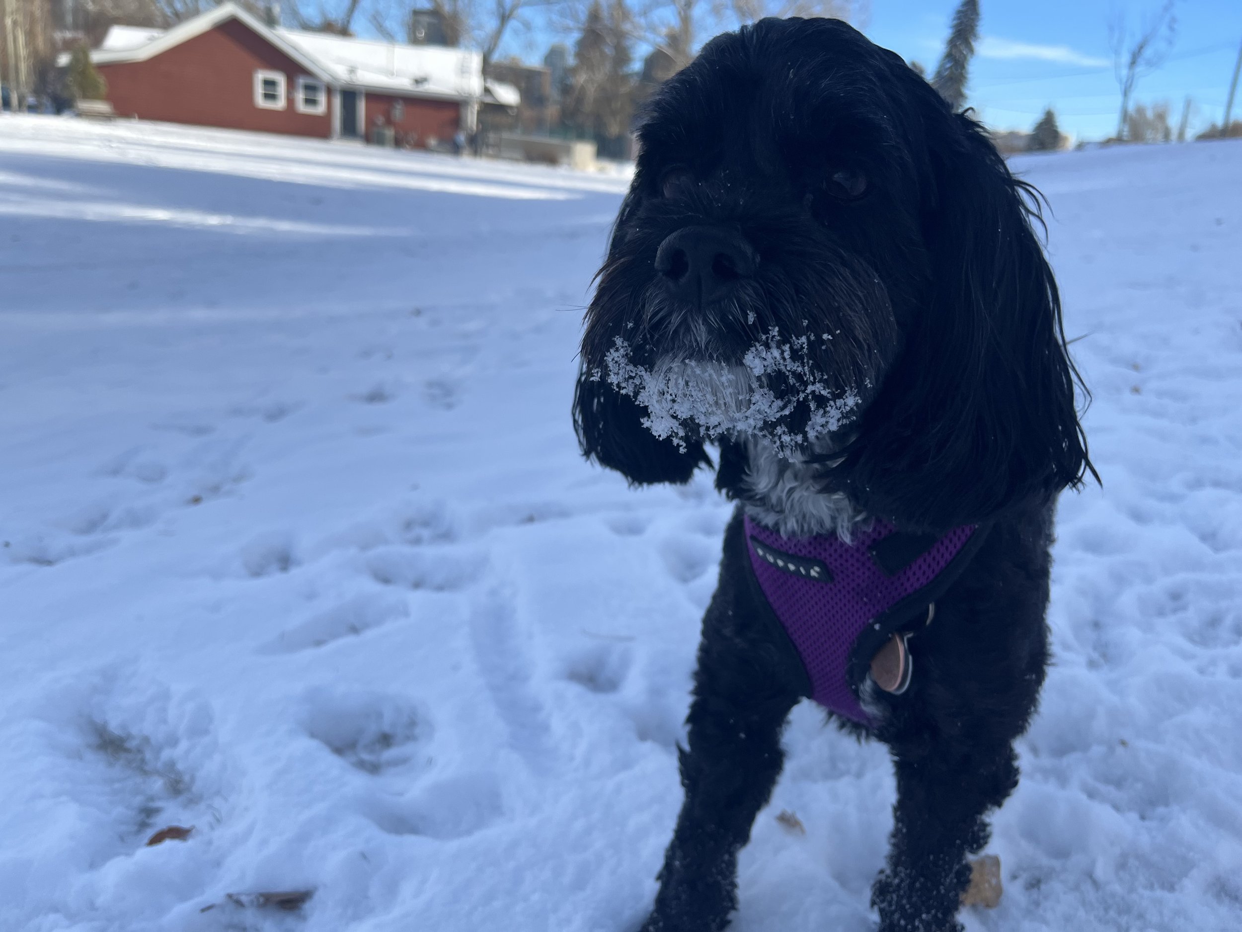 Bella Notta - Cockapoo