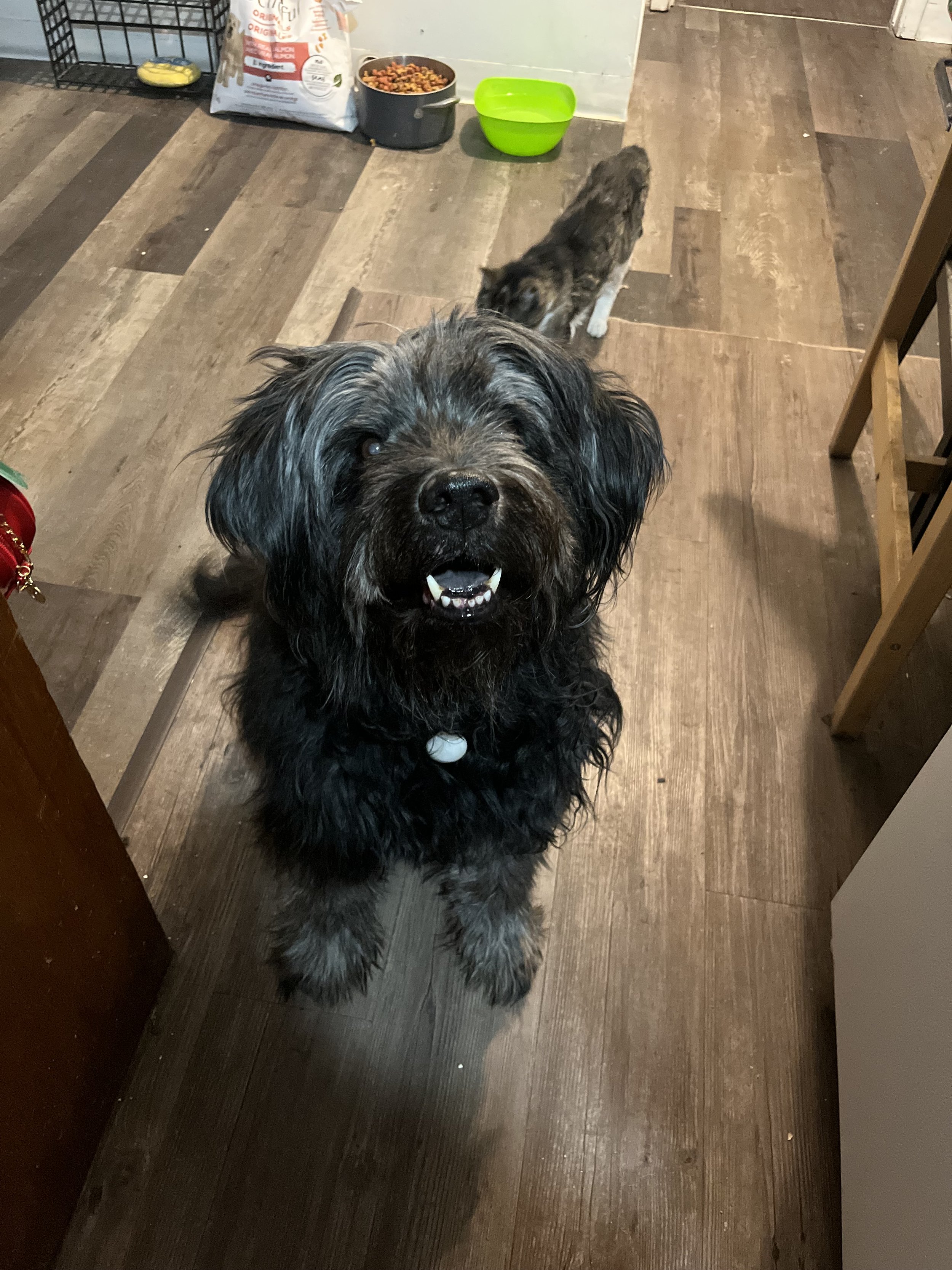 Pedro - Senior Sheepdog x