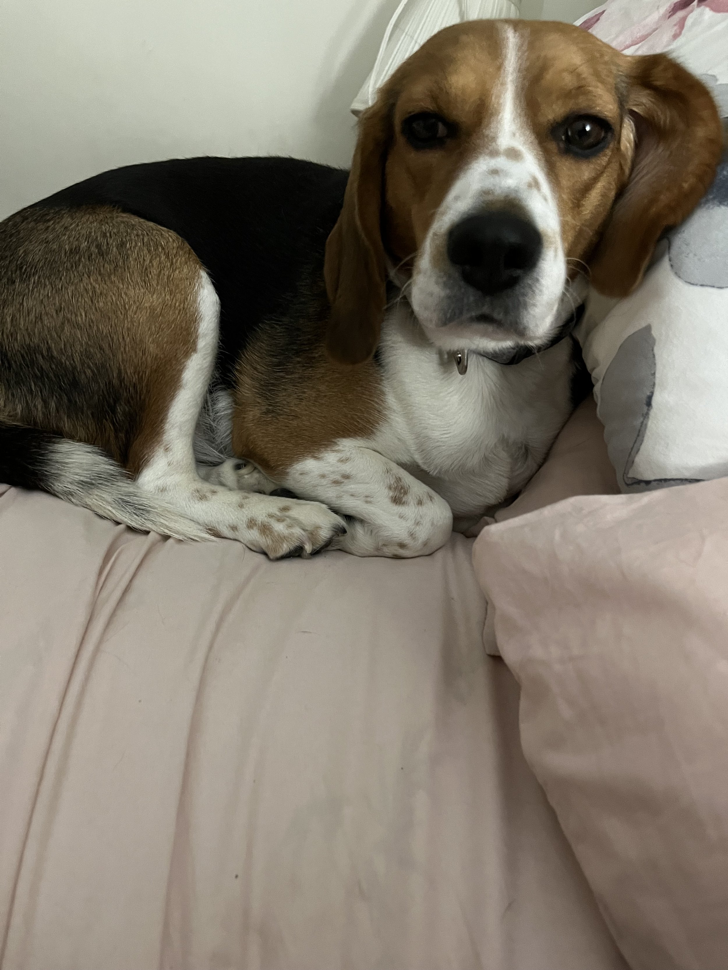Maple - Beagle