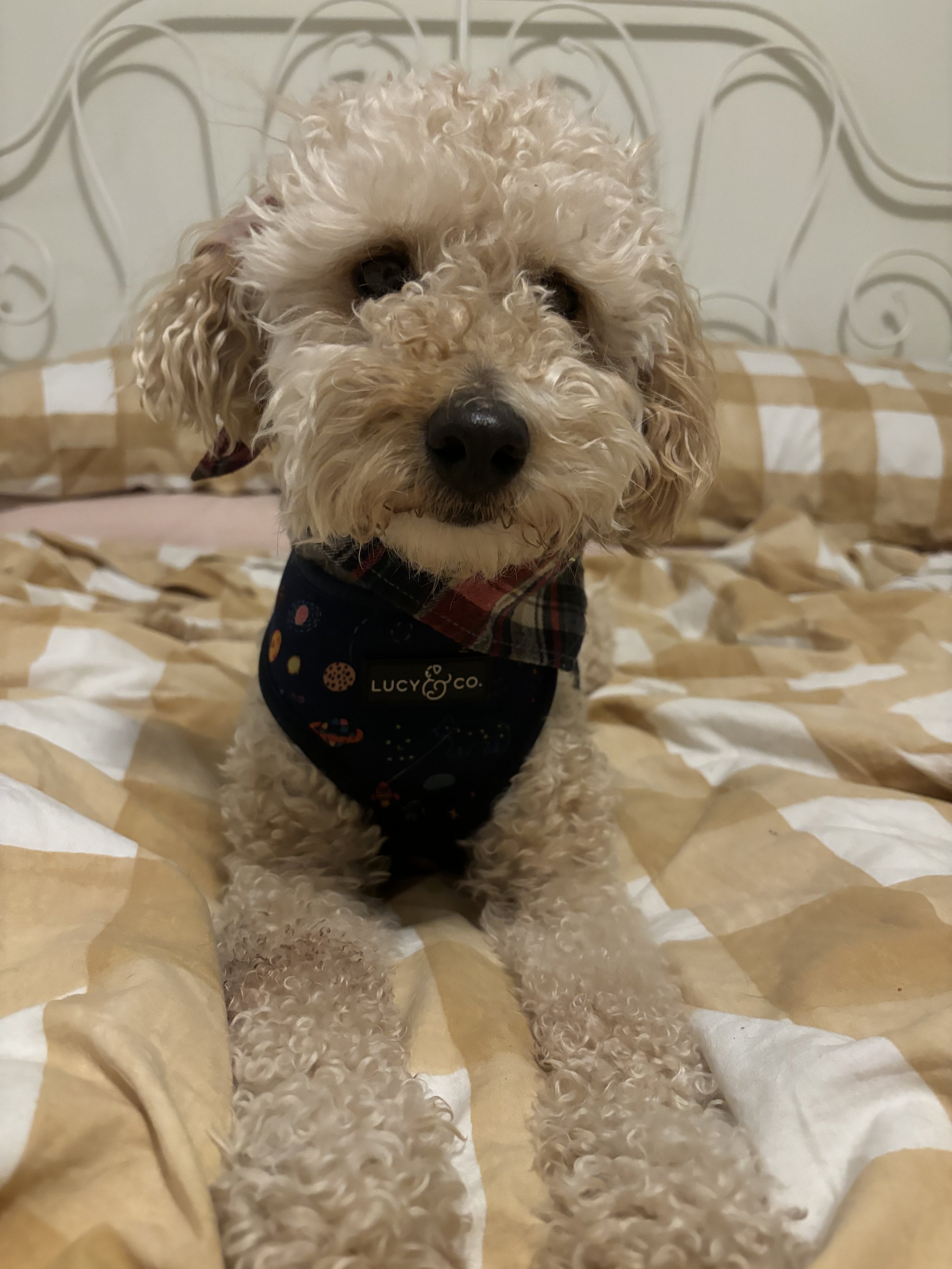 Ziggy -Goldendoodle