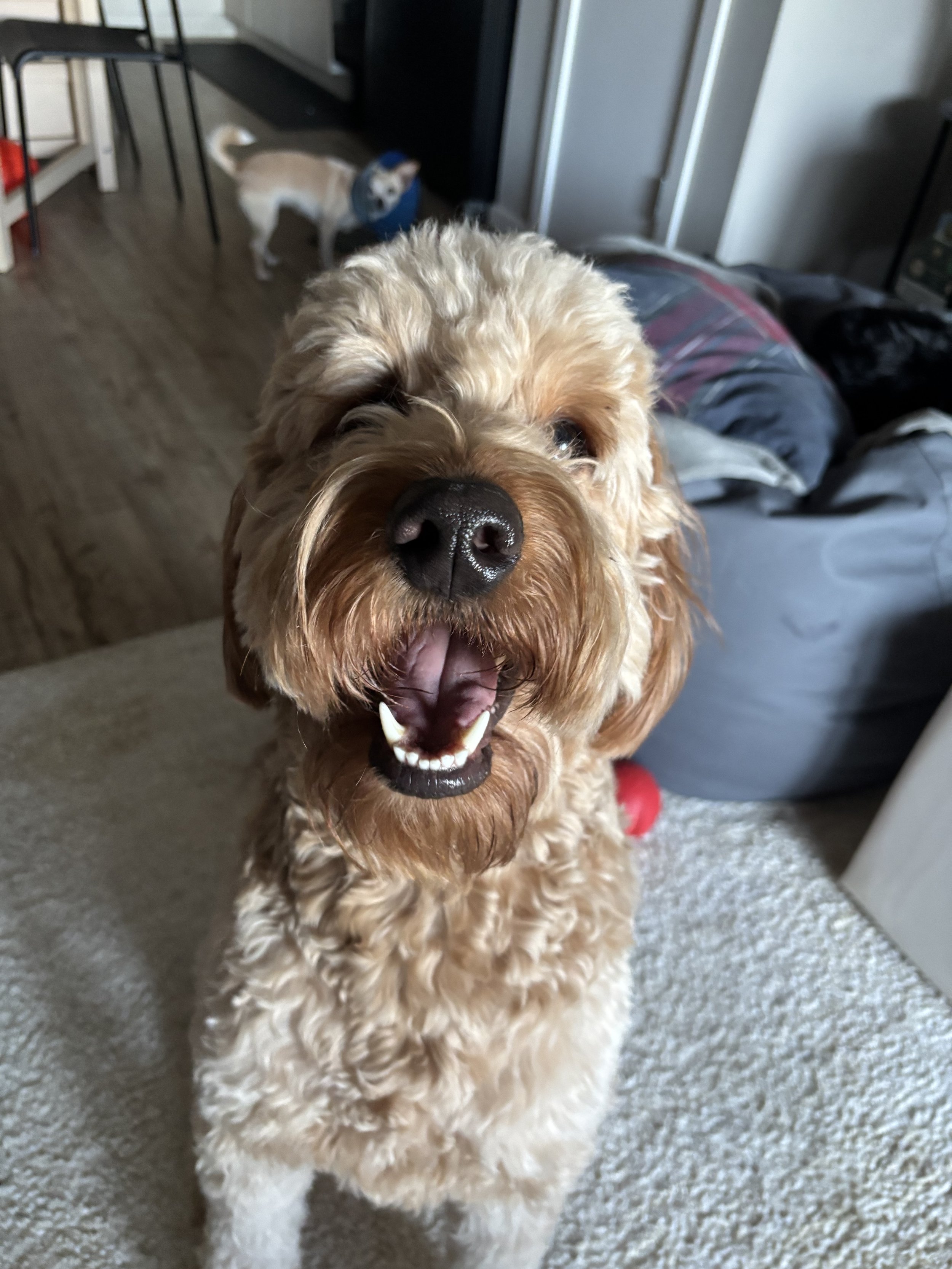Ozzy - Goldendoodle
