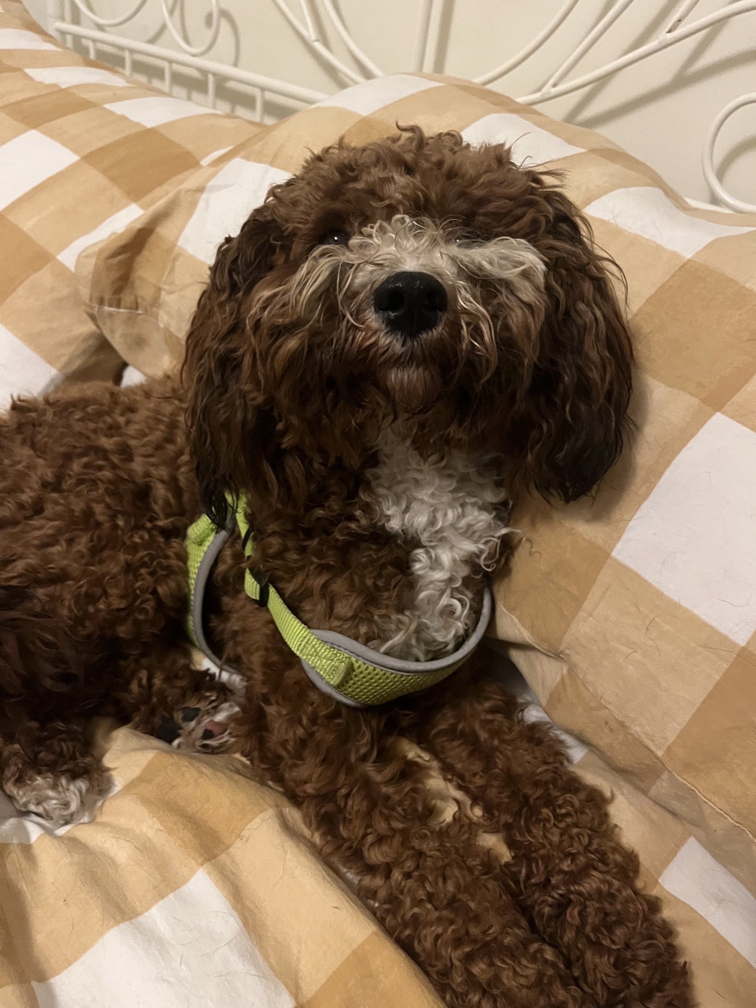 Seamus - Cavapoo
