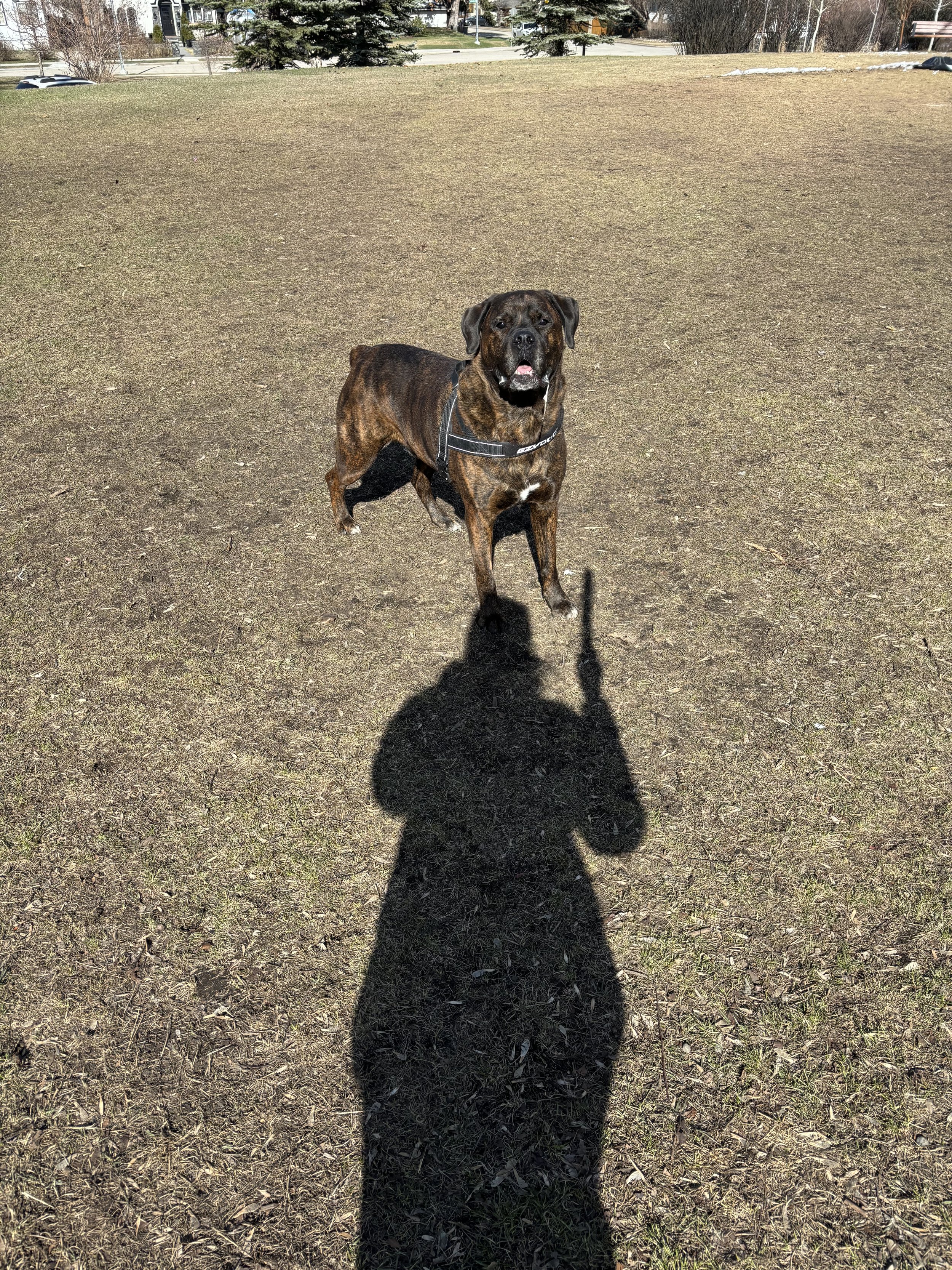 Drax - Rottweiler x Boxer