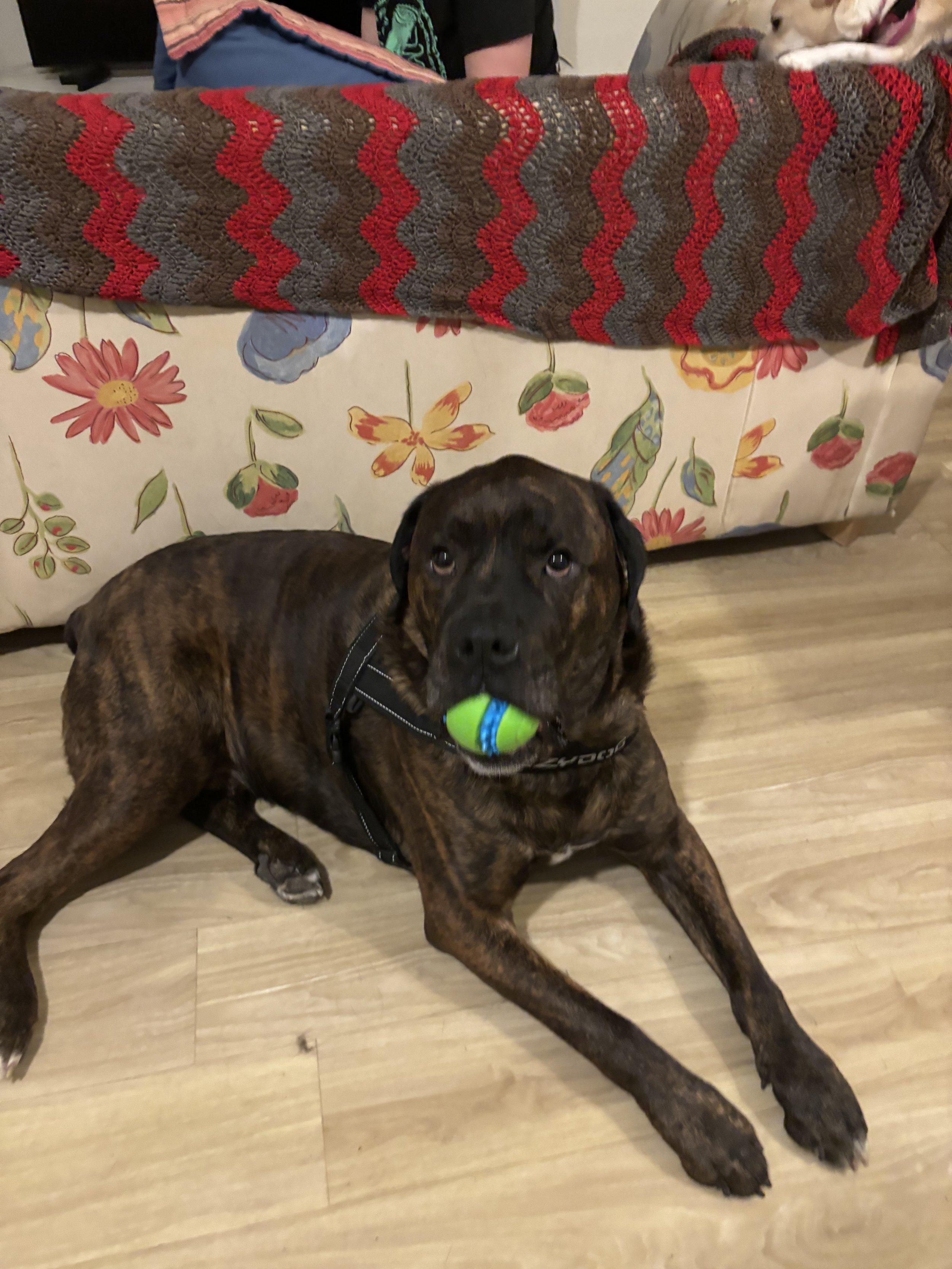 Drax - Rottweiler x Boxer