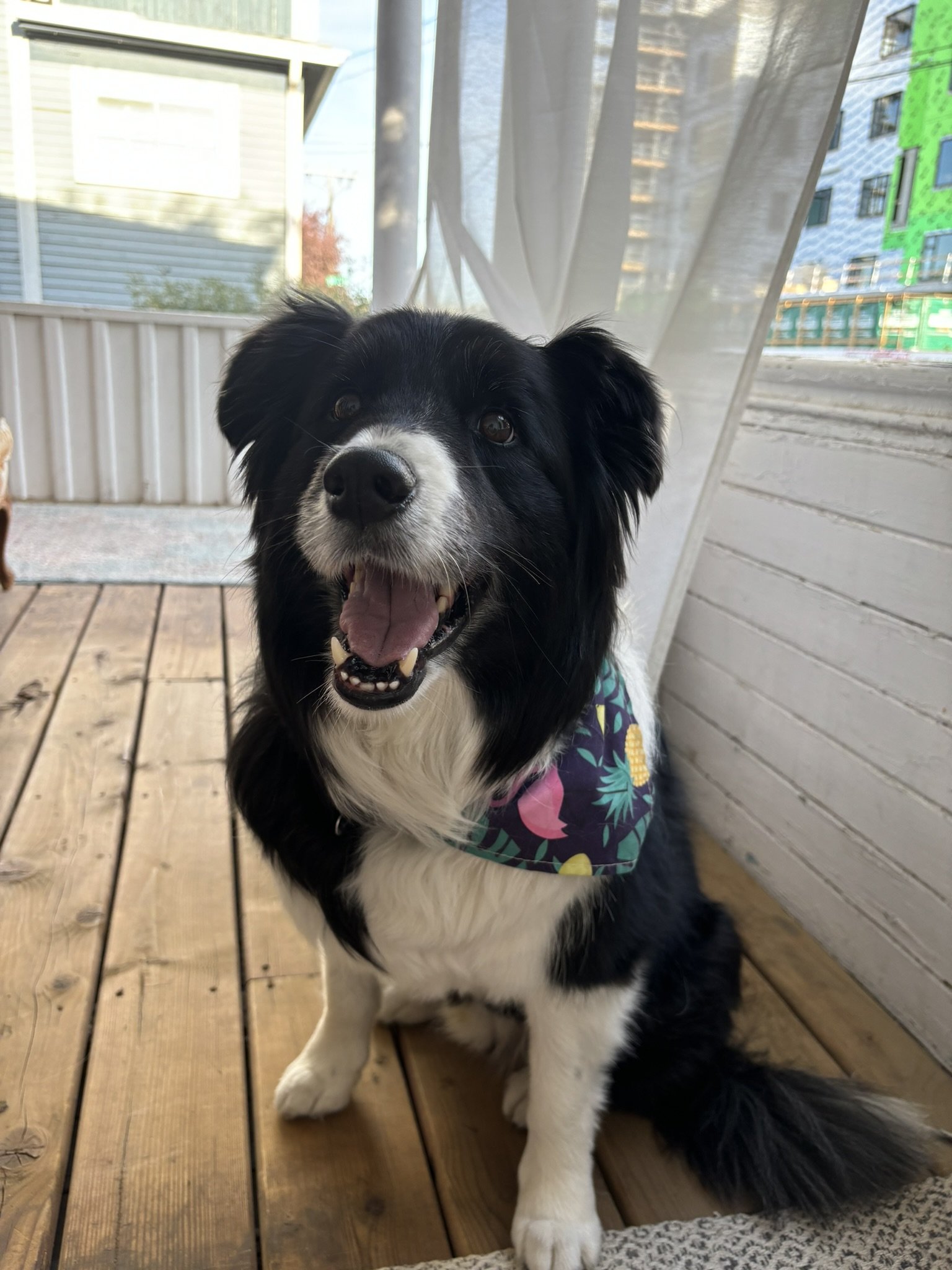 Thunder - Border Collie