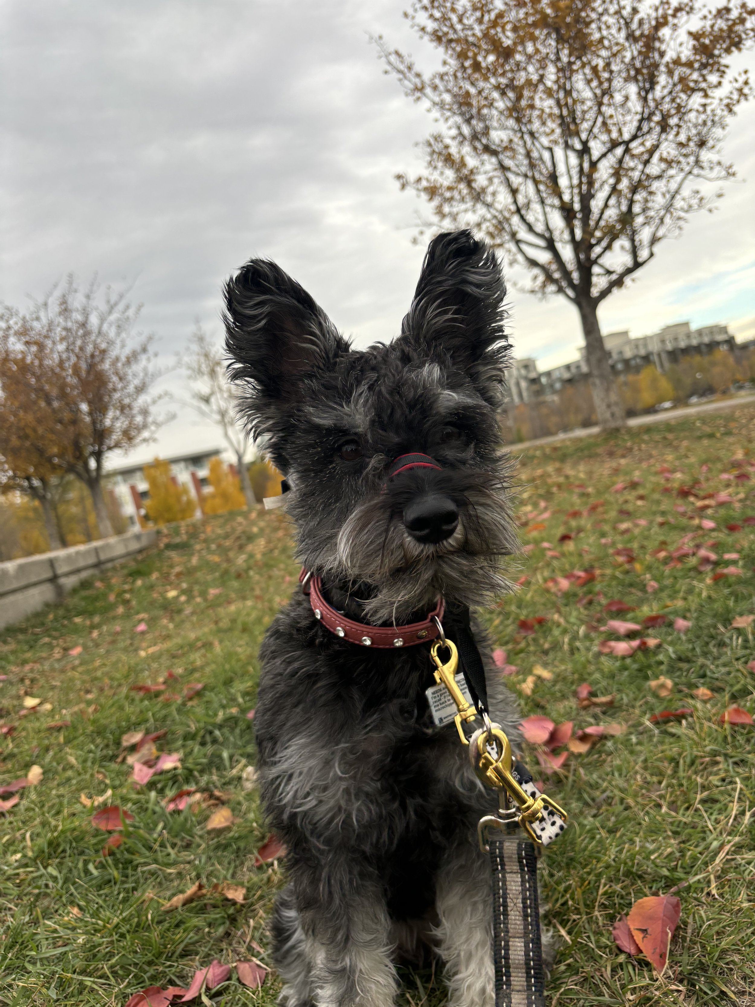 Joline - Miniature Schnauzer