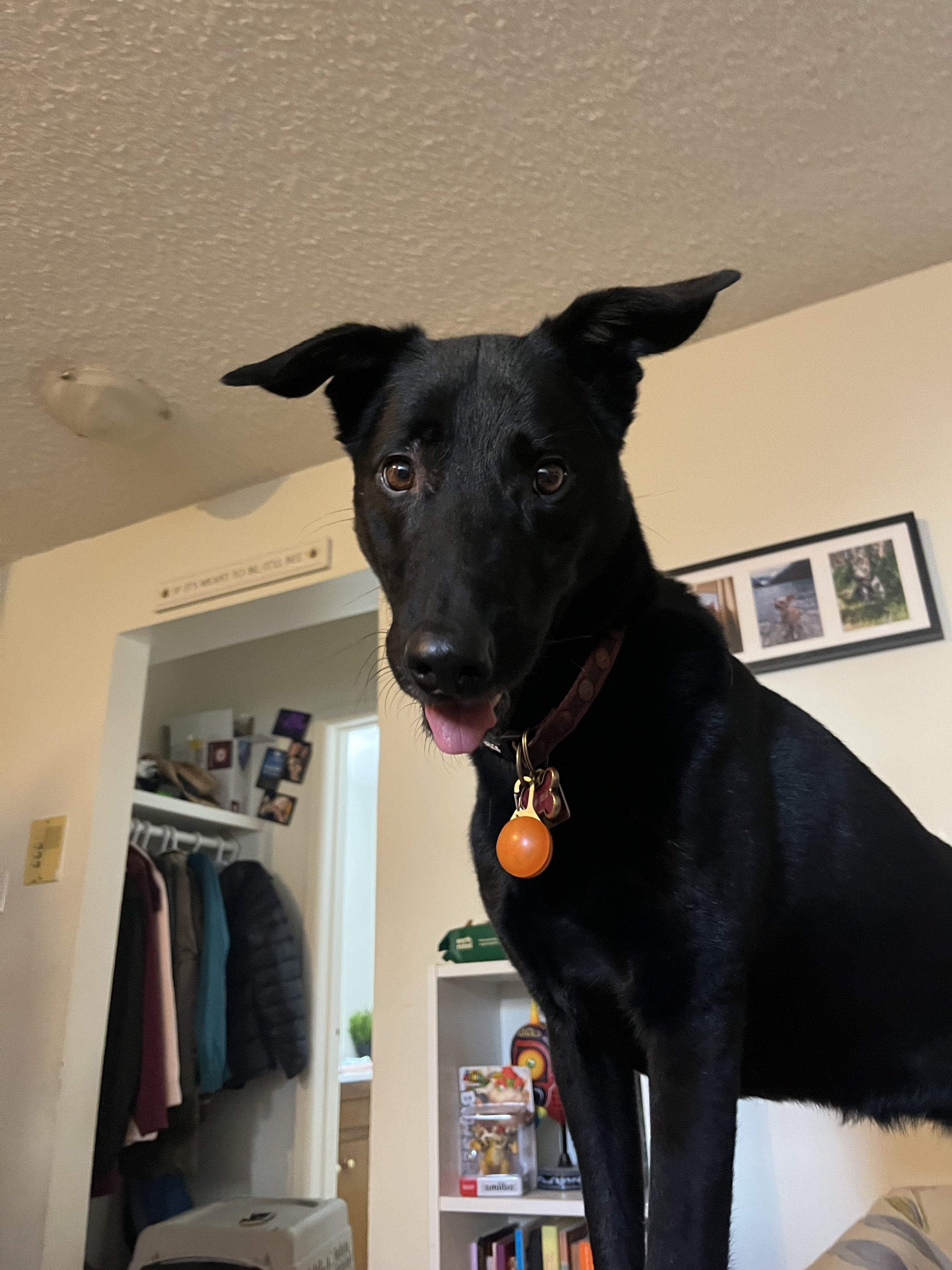 Nymeria - Labrador Retriever x