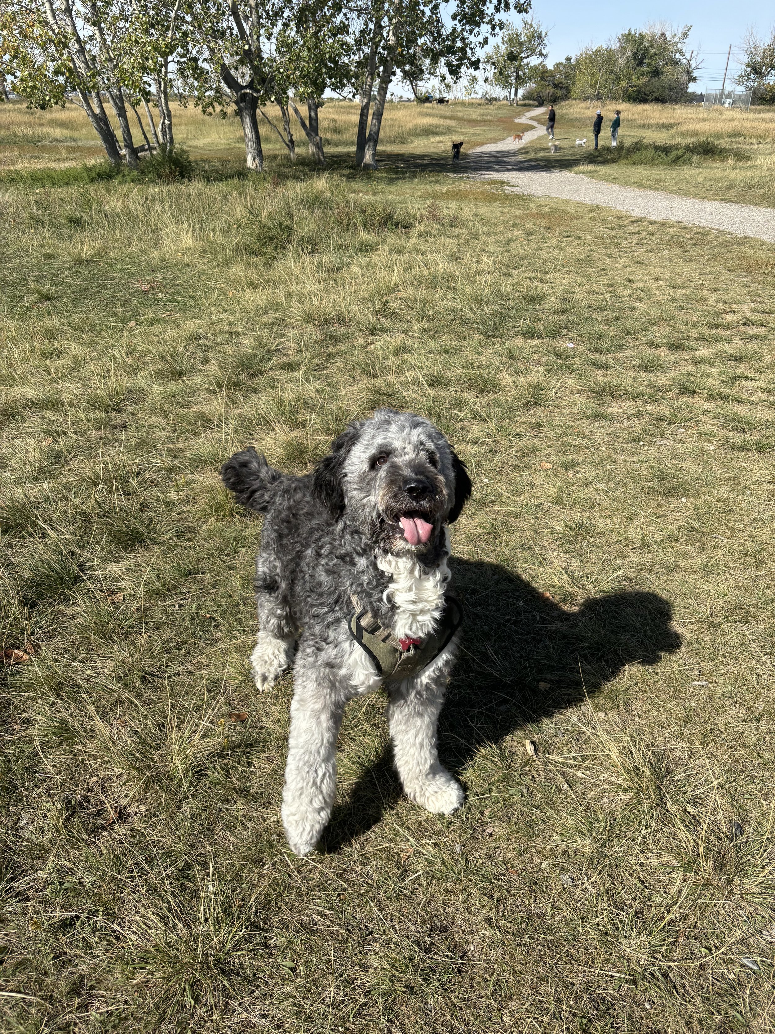 Jack - Bernedoodle