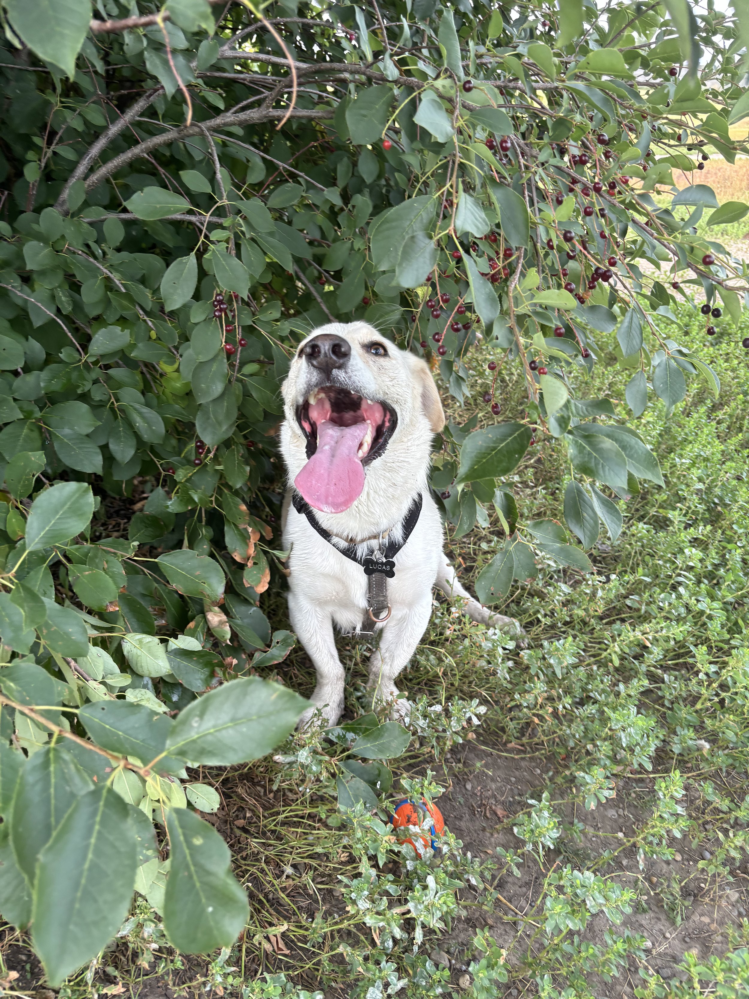 Lucas - Dachsund x Labrador Retriever
