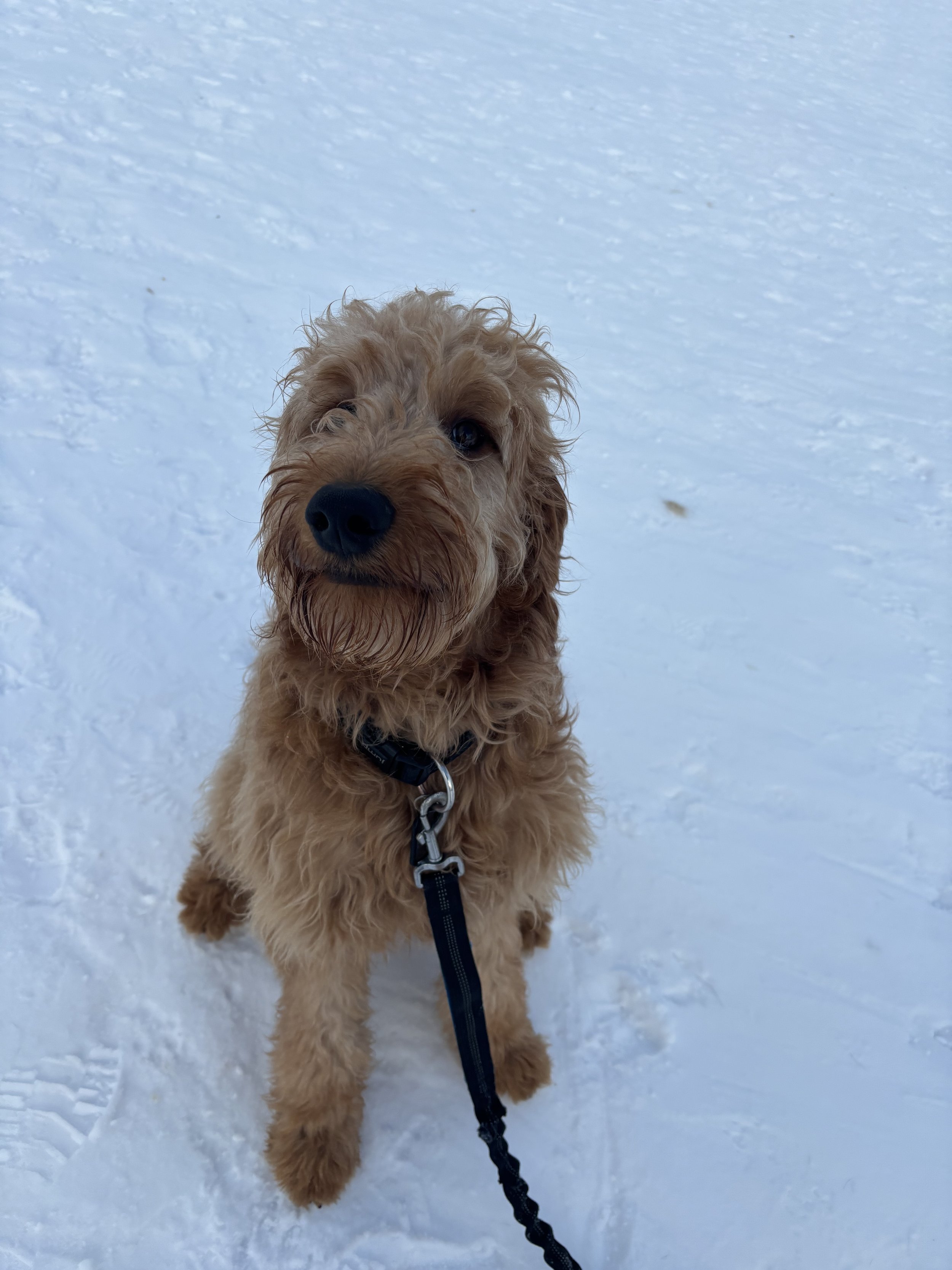 Ozzy - Goldendoodle