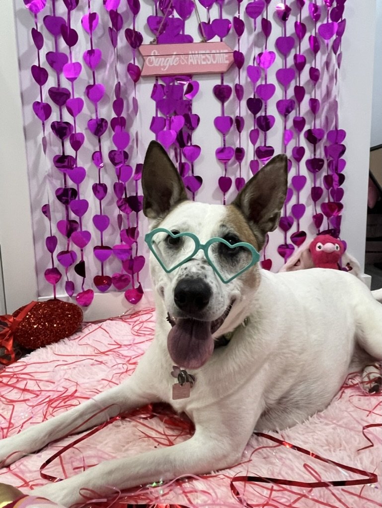 Chinook - Australian Cattle Dog x