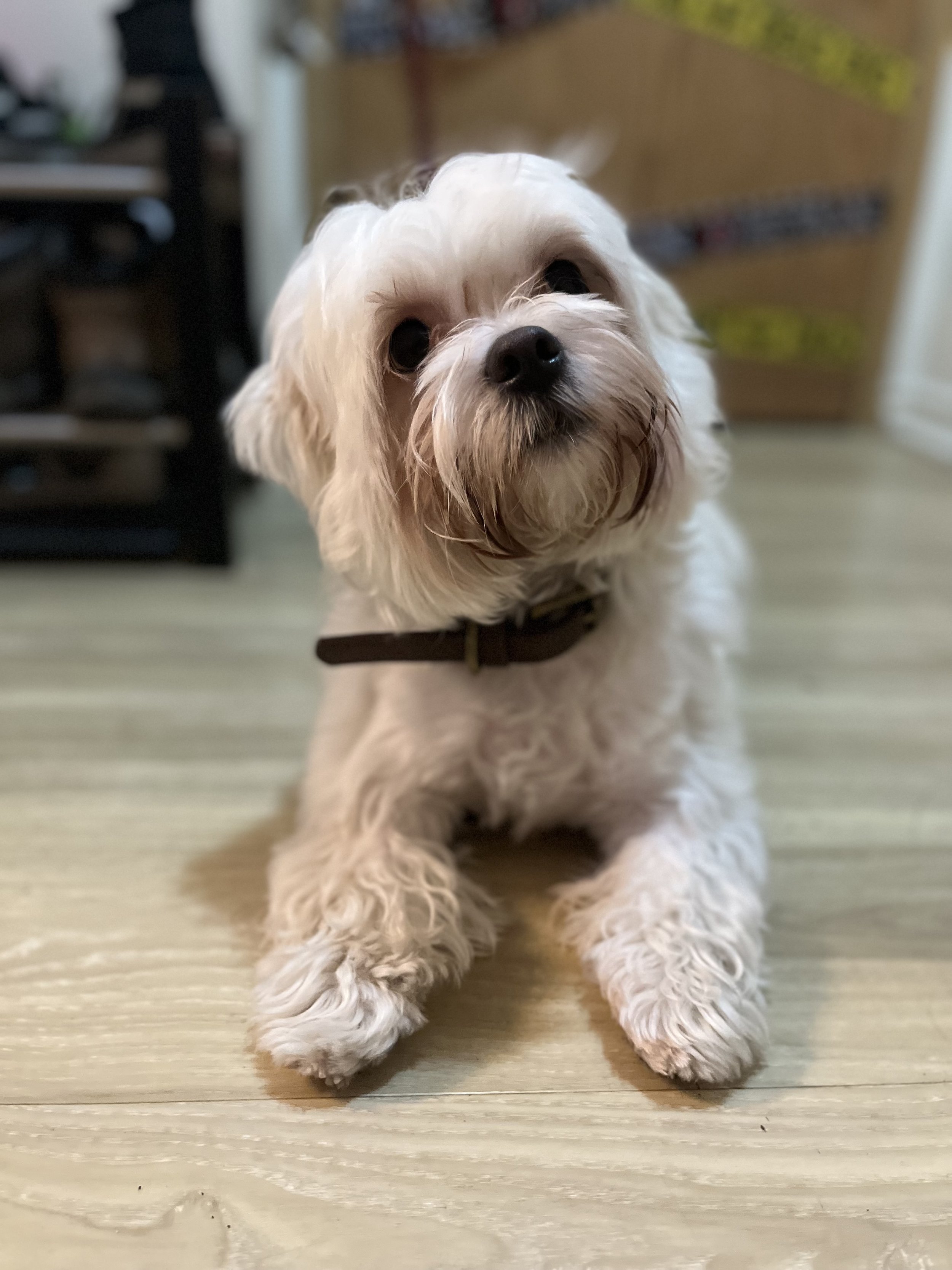Malcom - Shih Tzu x Maltese