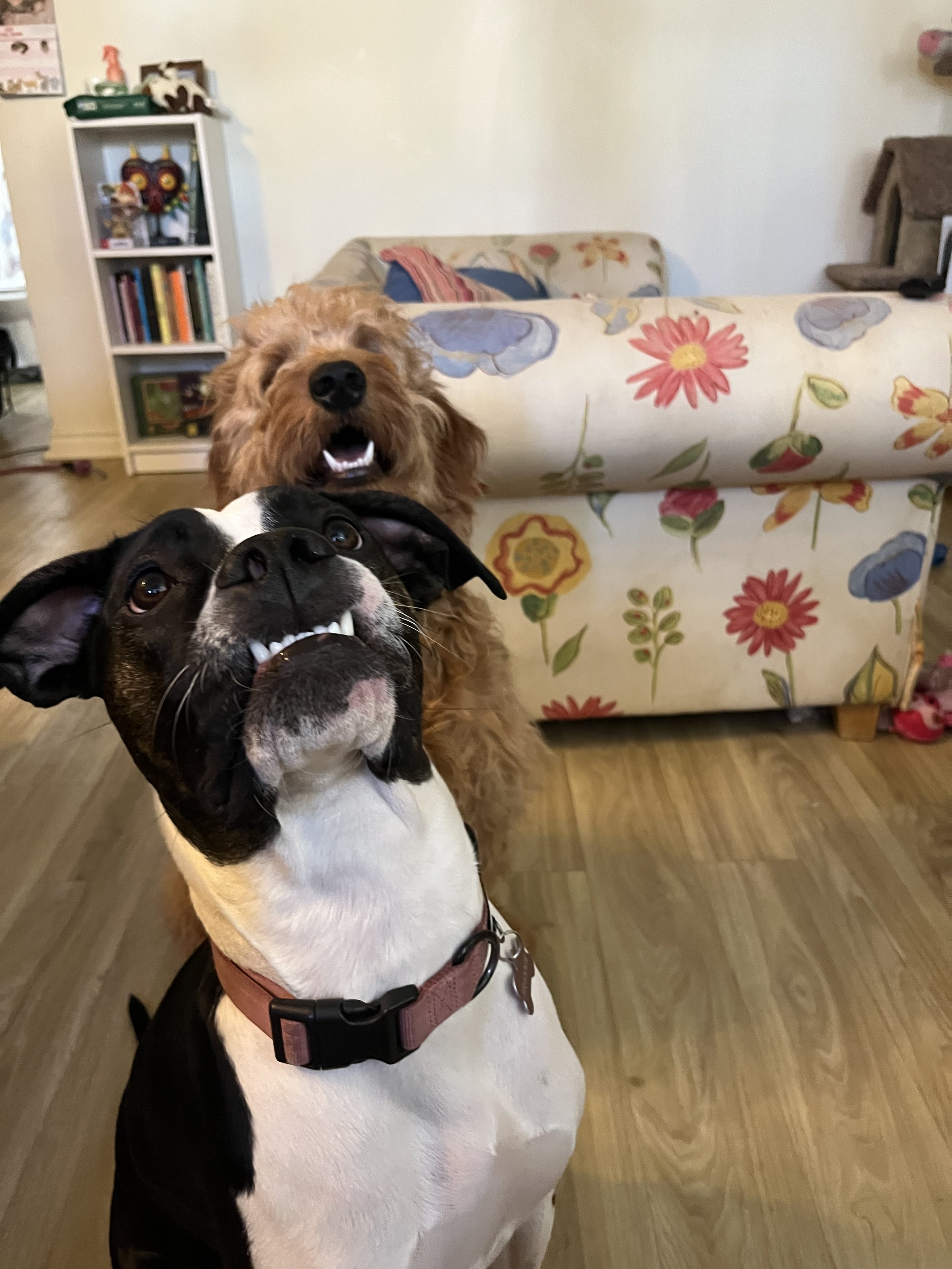 Frankie & Ozzy
