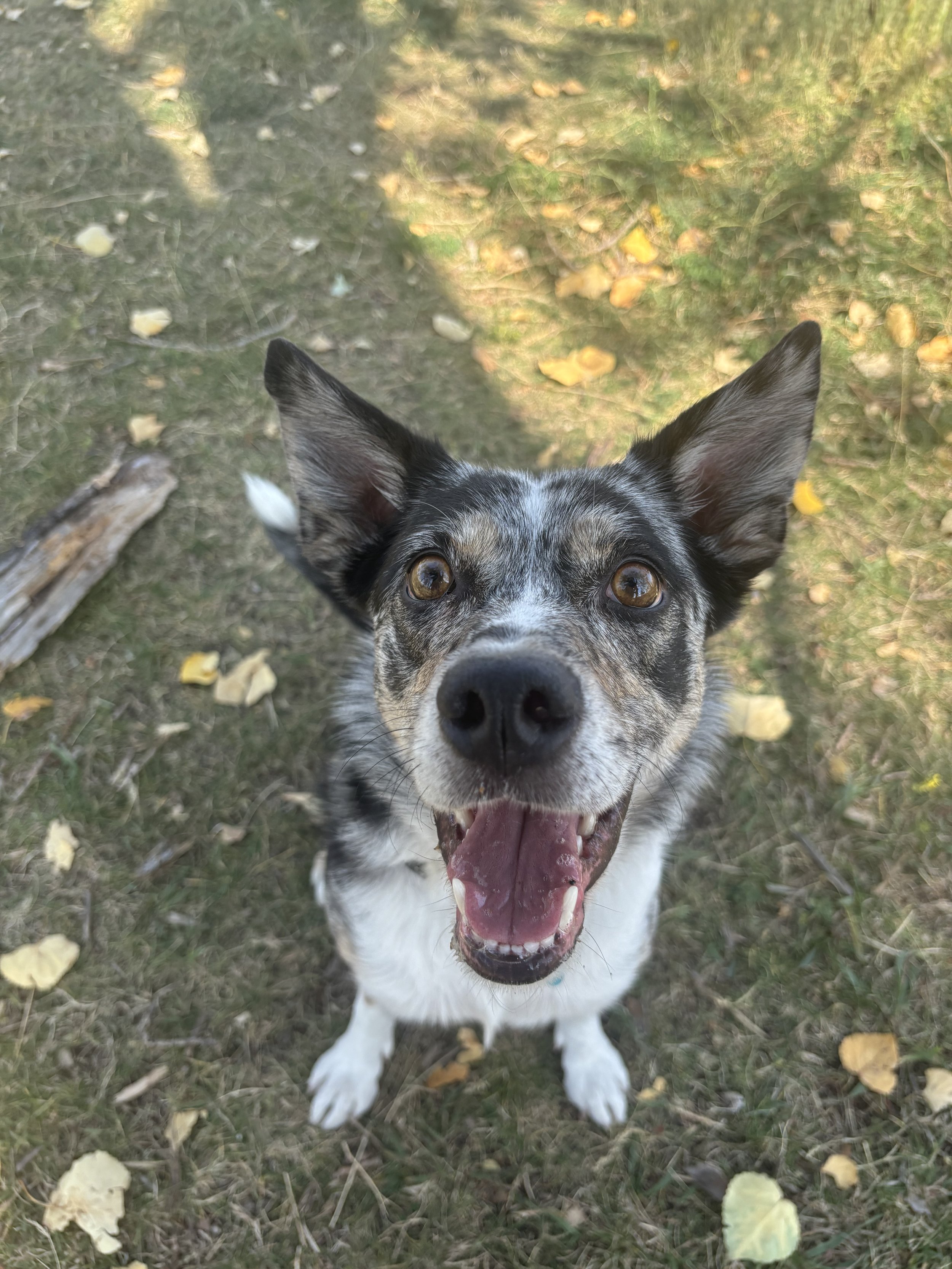 Violet - Border Collie x
