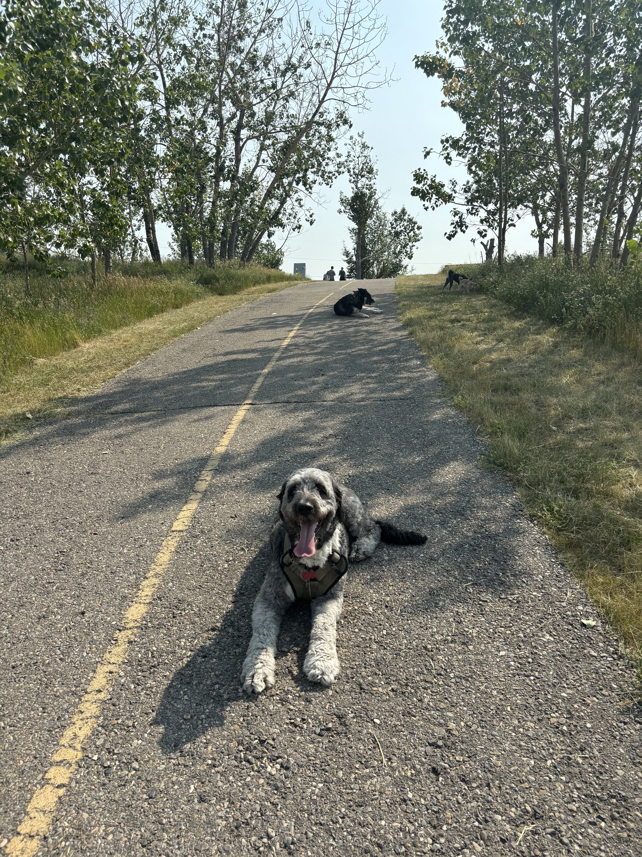 Jack - Bernedoode