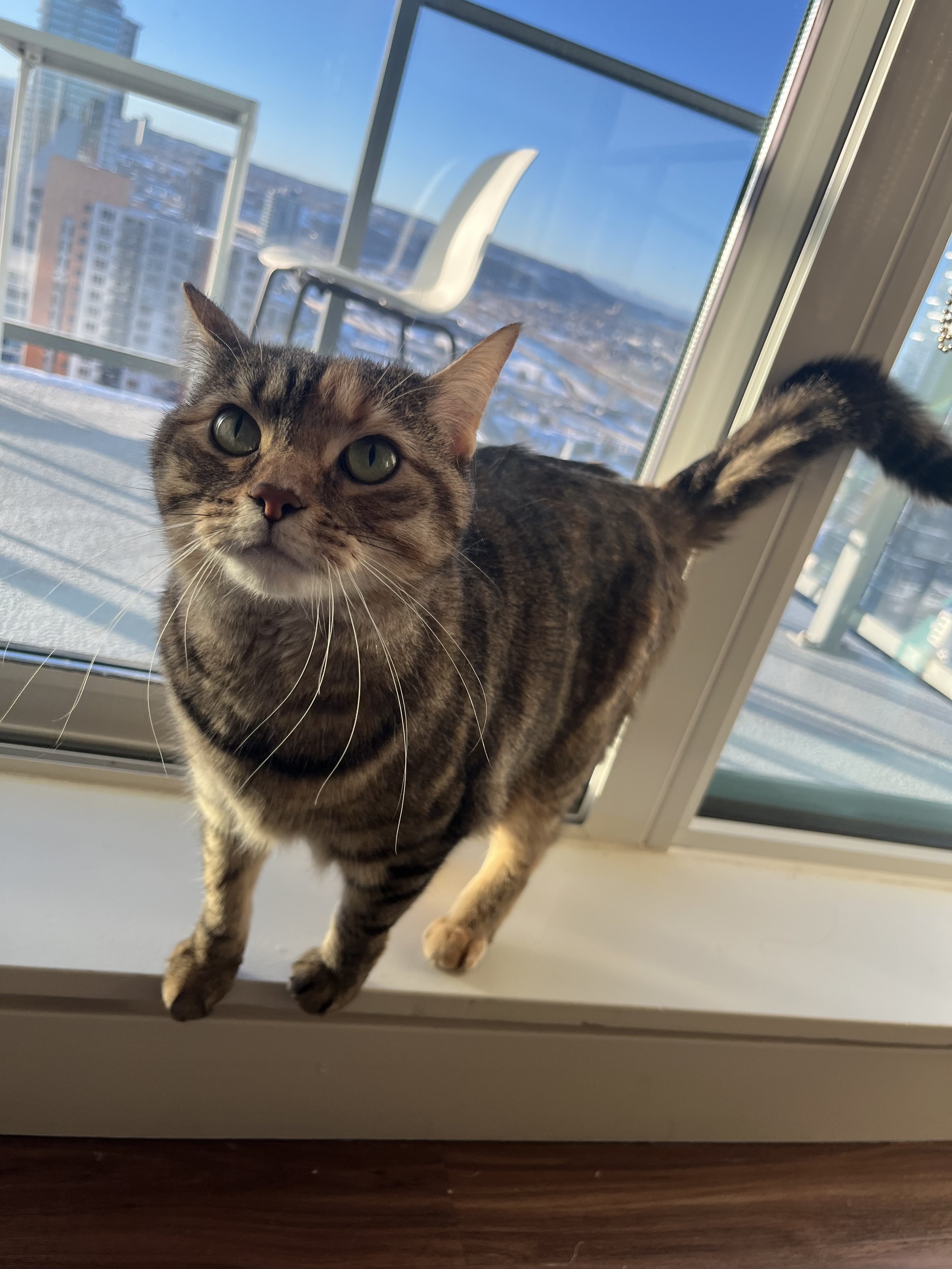 Gladys - Cat