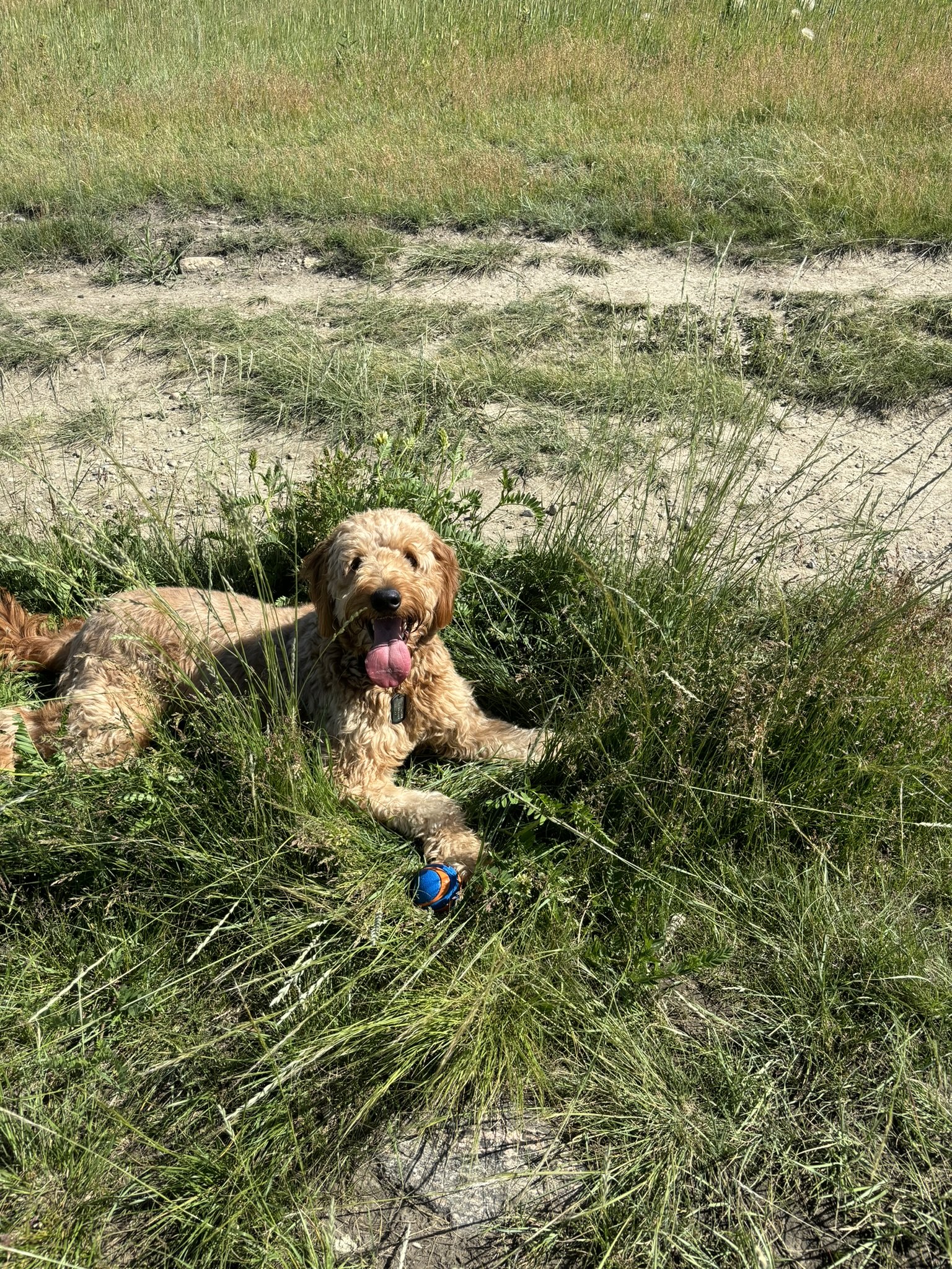 Ozzy - Goldendoodle