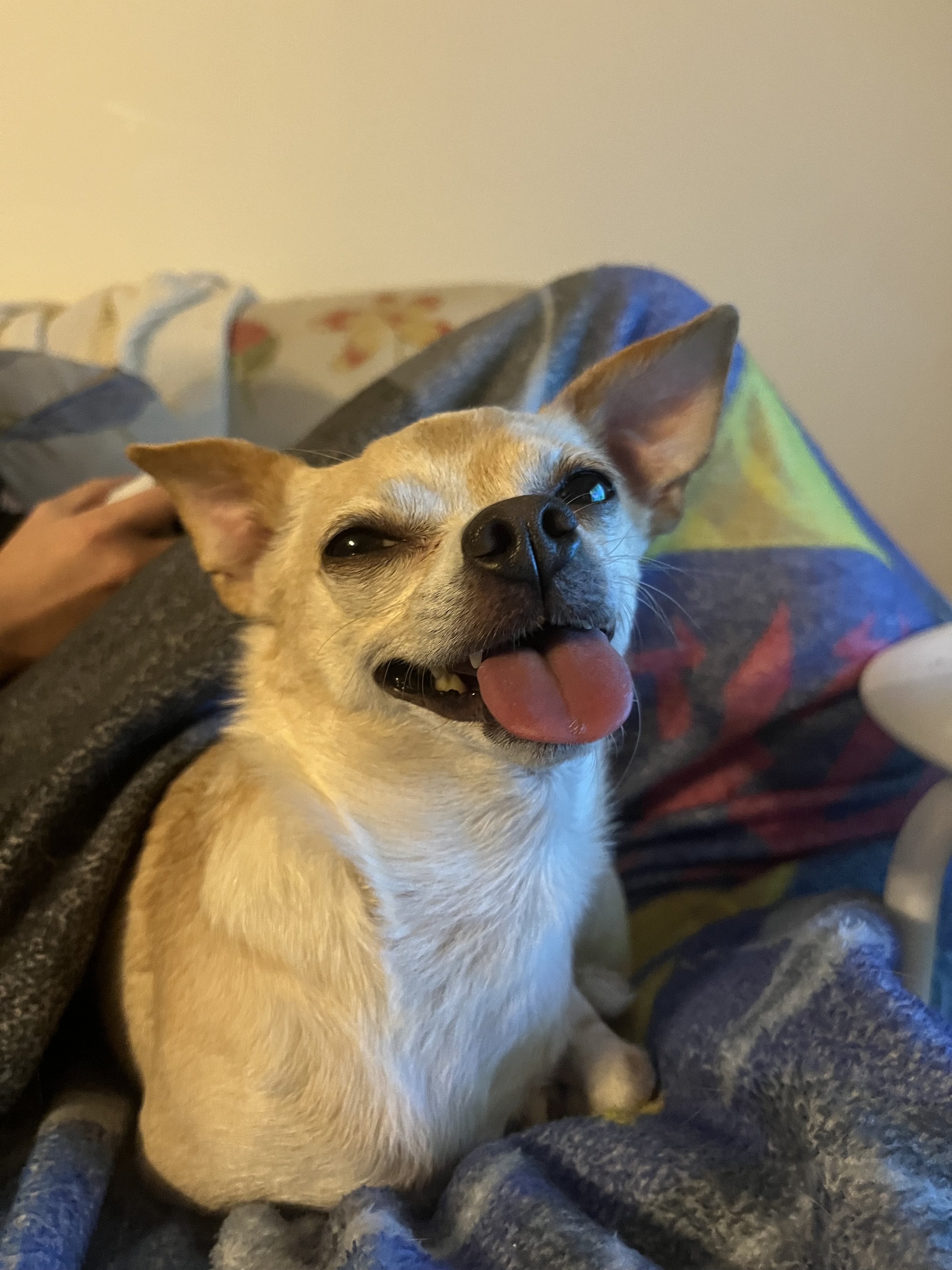 Peach - Chihuahua x Pug