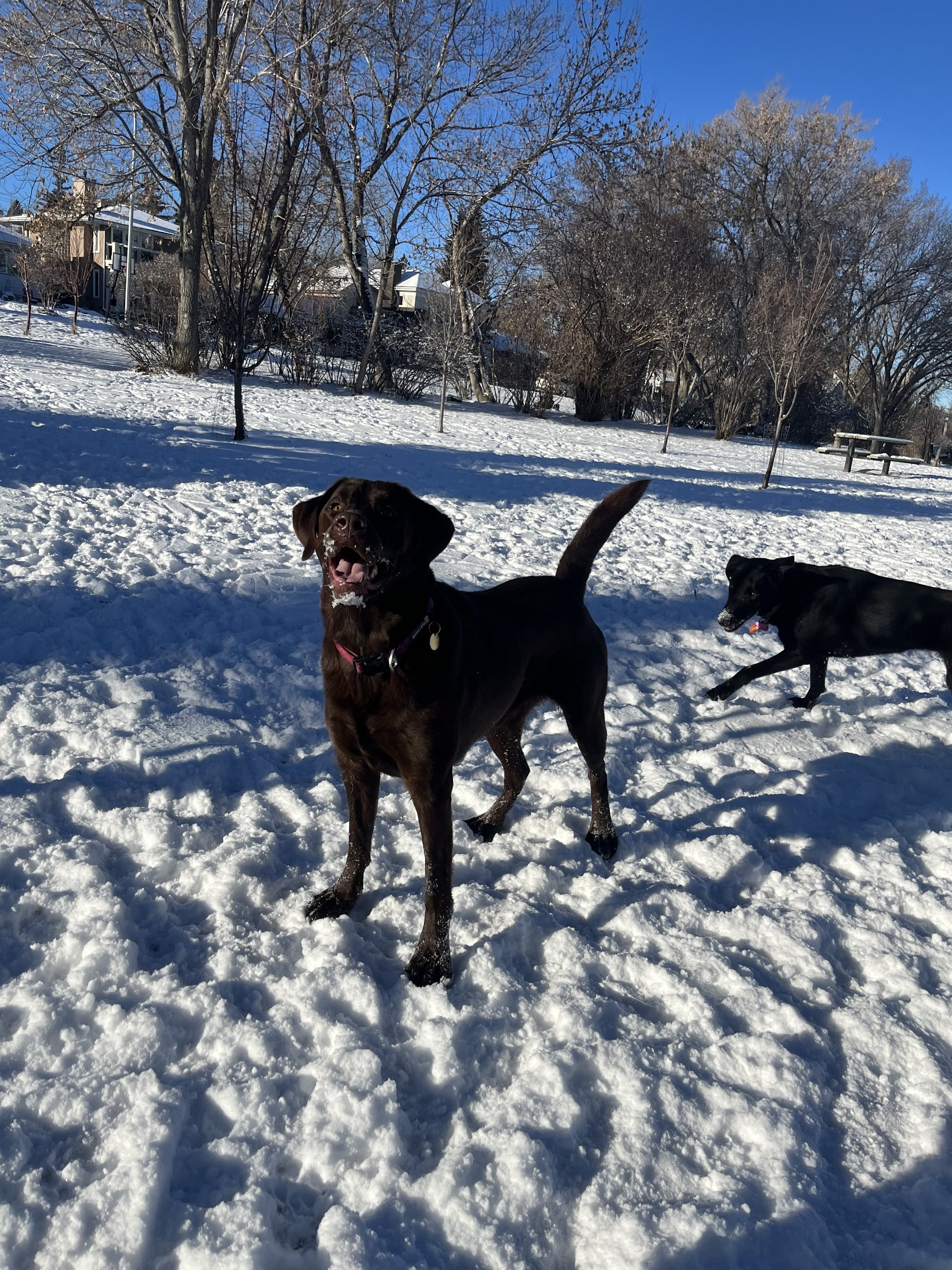 Nessa - Labrador Retriever
