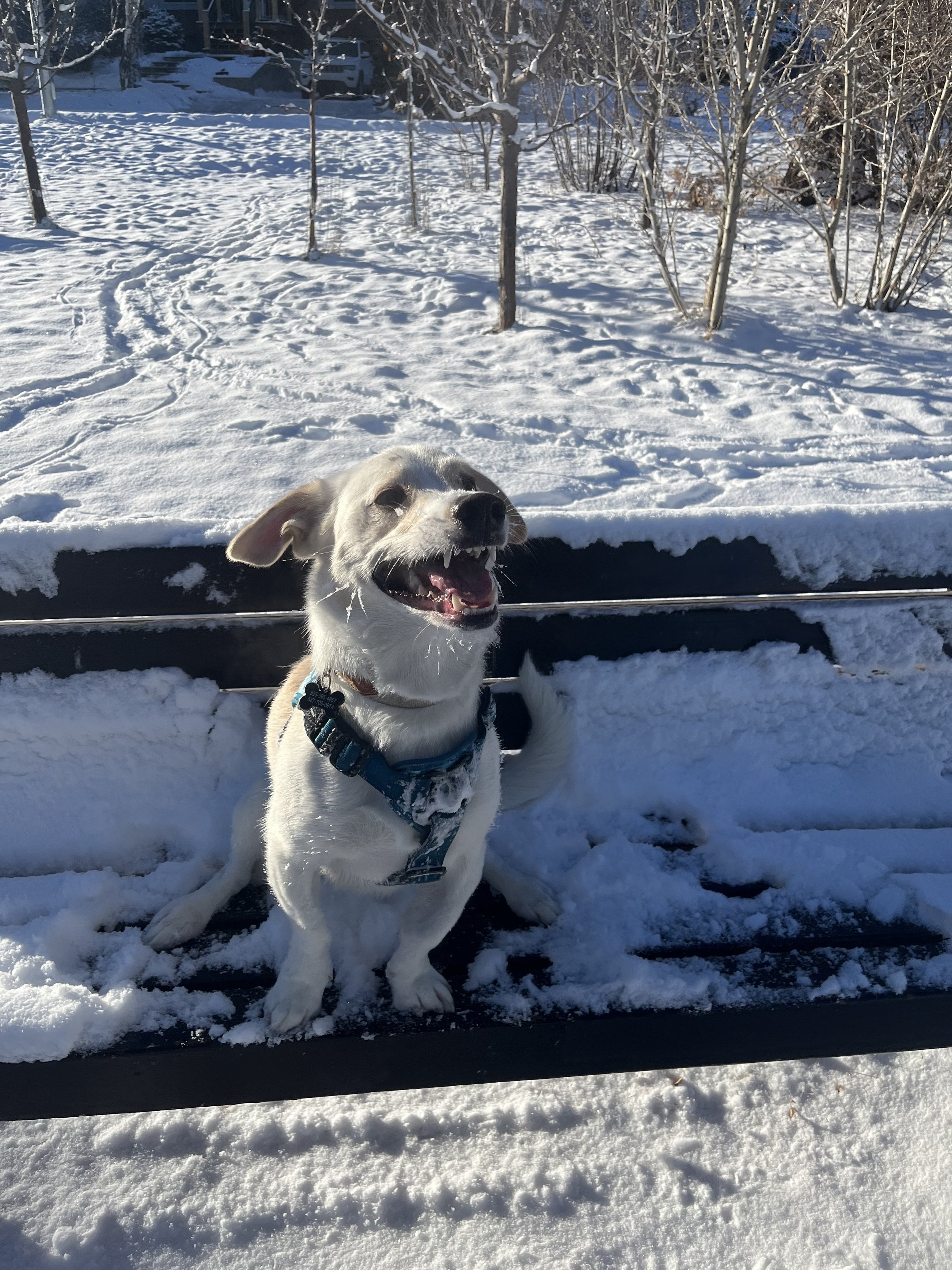 Lucas - Dachshund x Lab