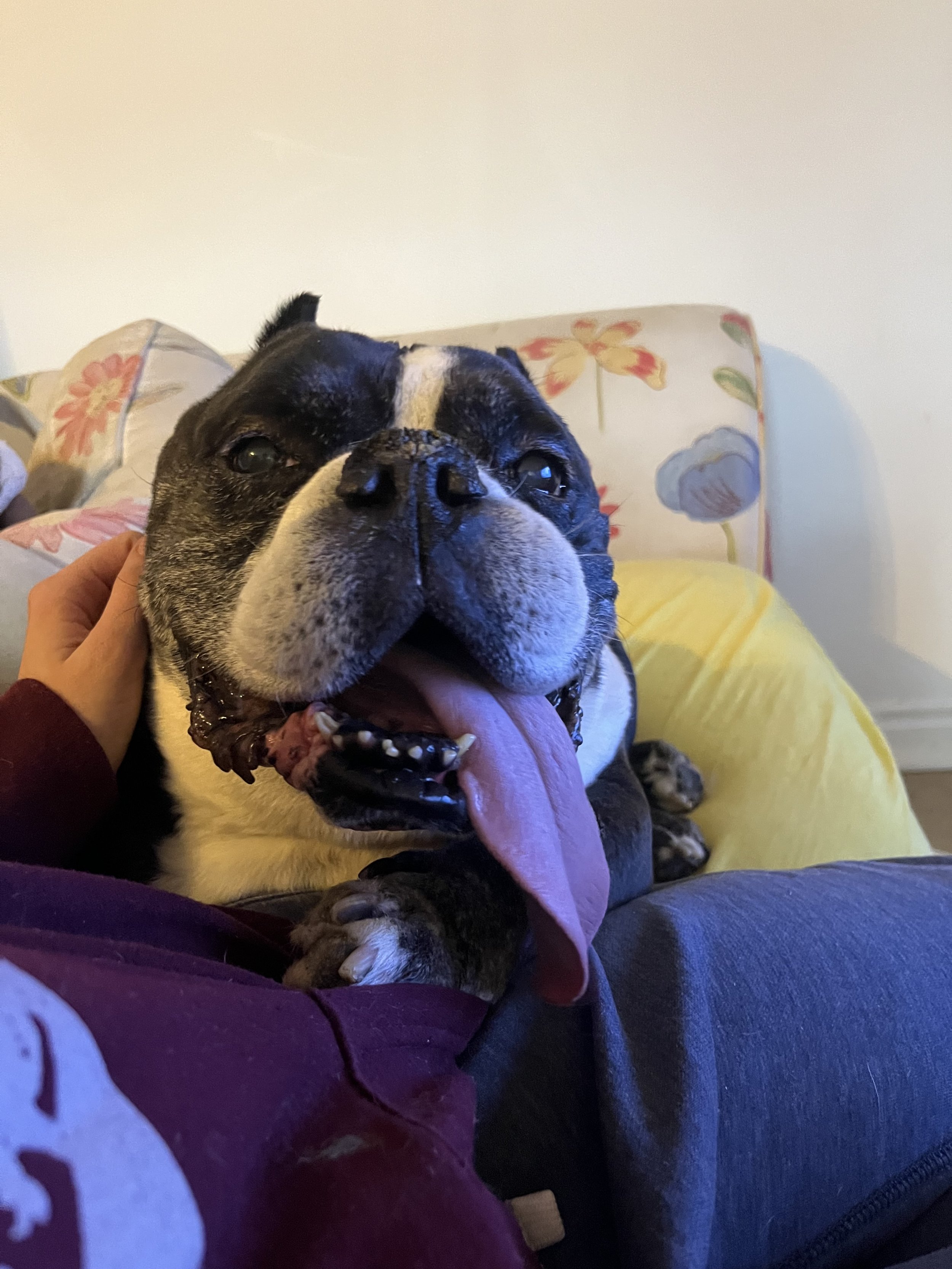 Tancho - Senior English Bulldog