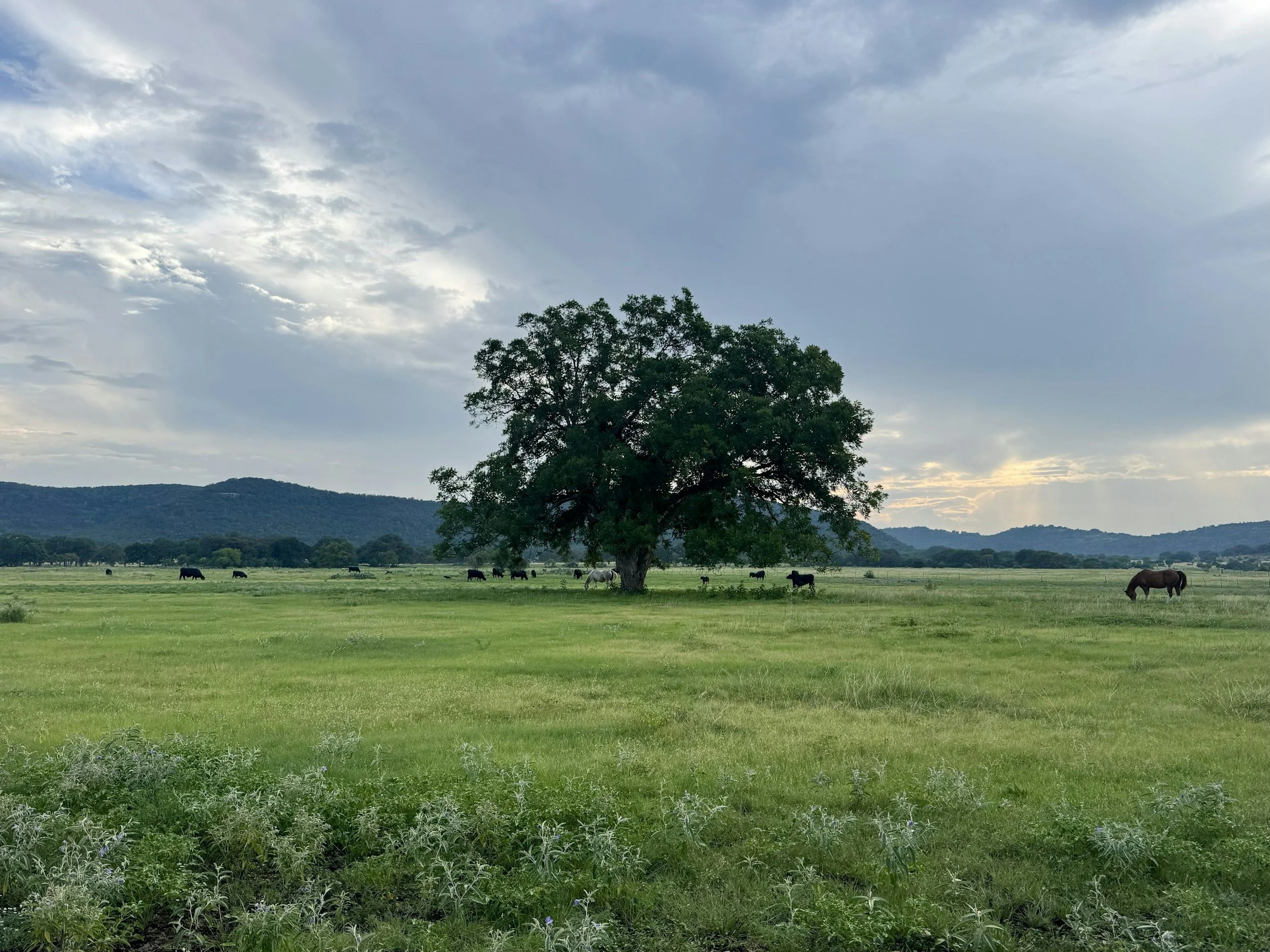 What Does a Psychiatrist Do?