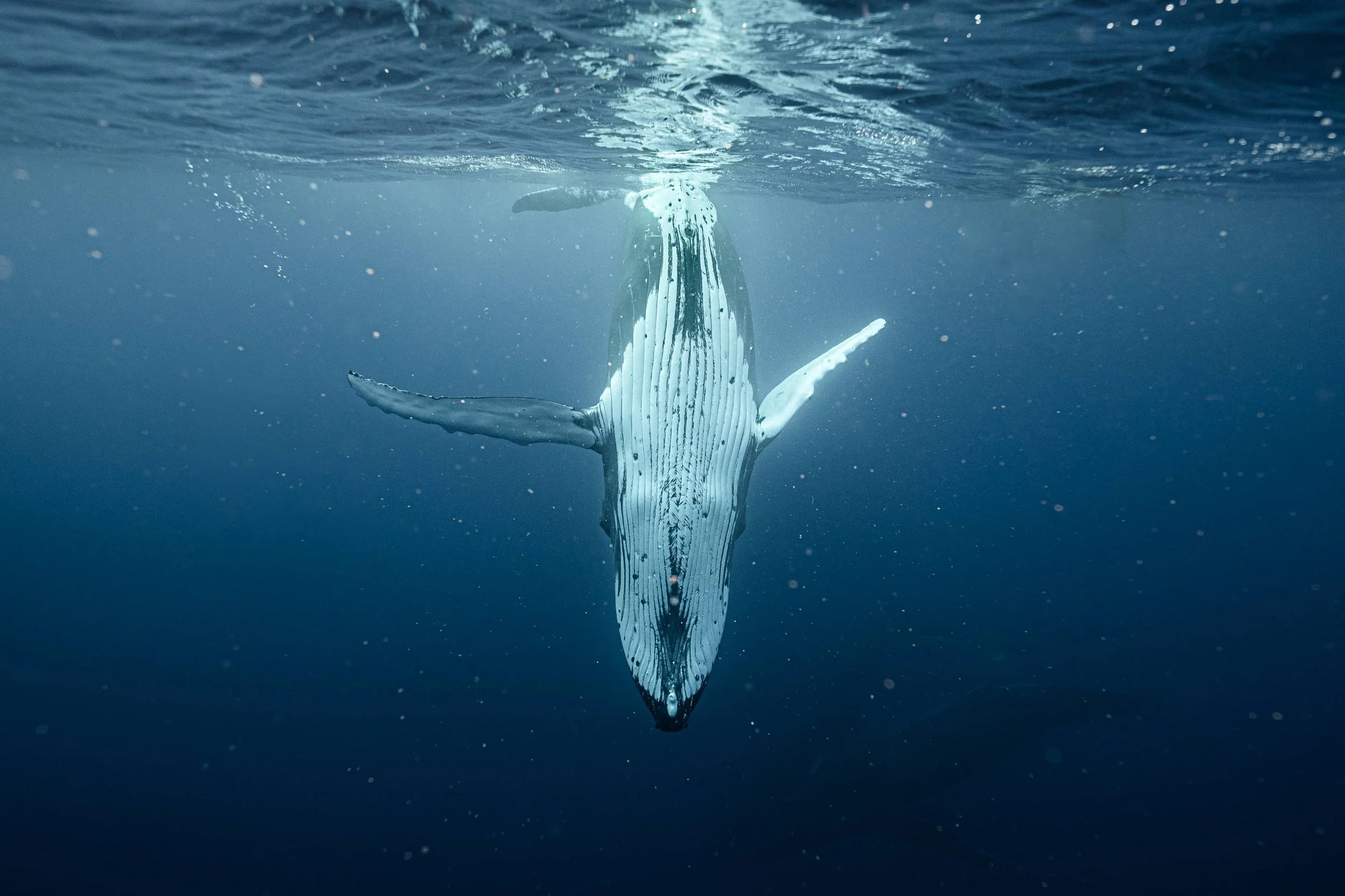 Underwater _ ©AliceDecaestecker-78.jpg