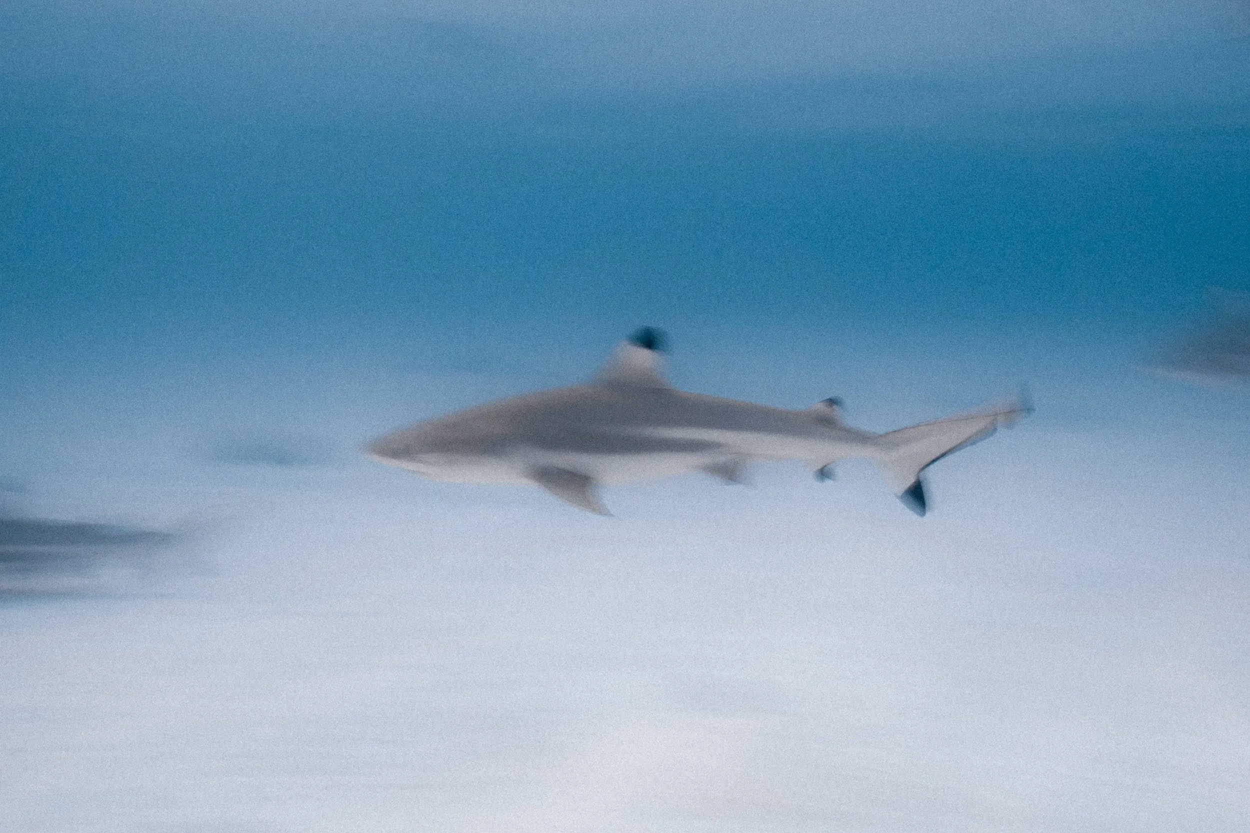 Underwater _ ©AliceDecaestecker.jpg