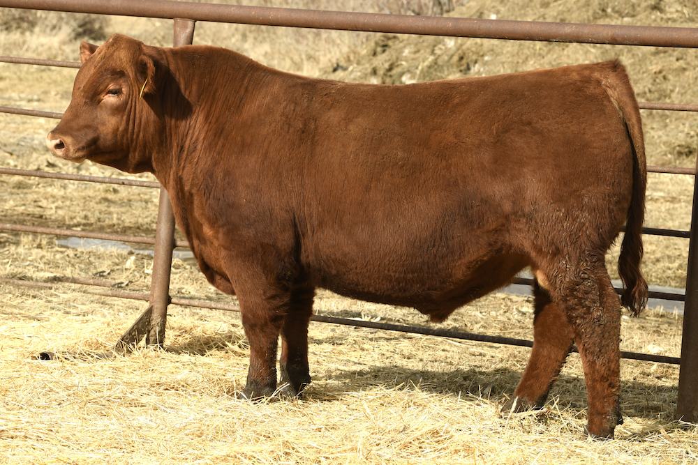 Berwald pvf outright 221l.png