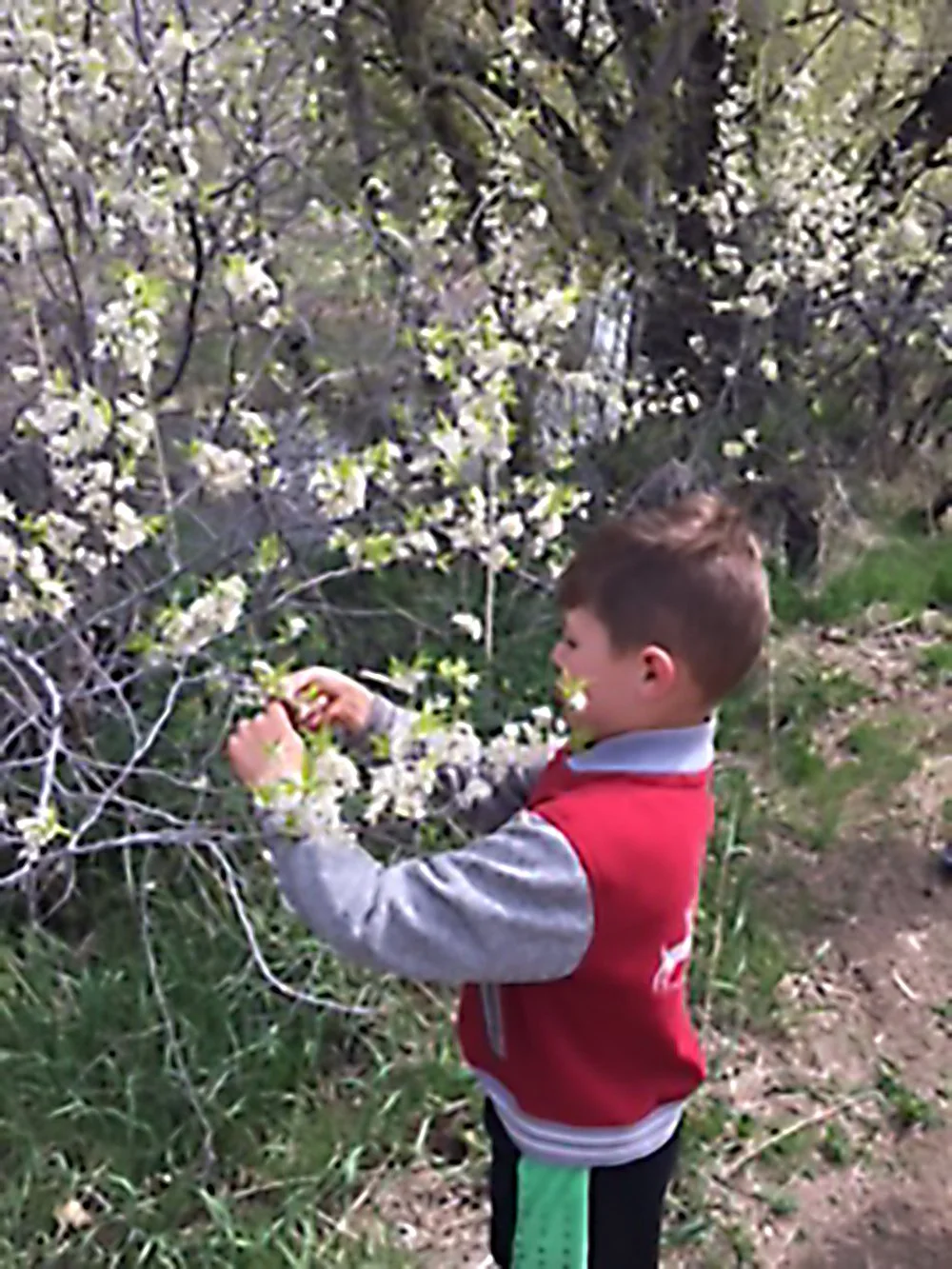 Young boy picking white blossoms from a flowering tree during the Jade Kids Nature Outing in the Park