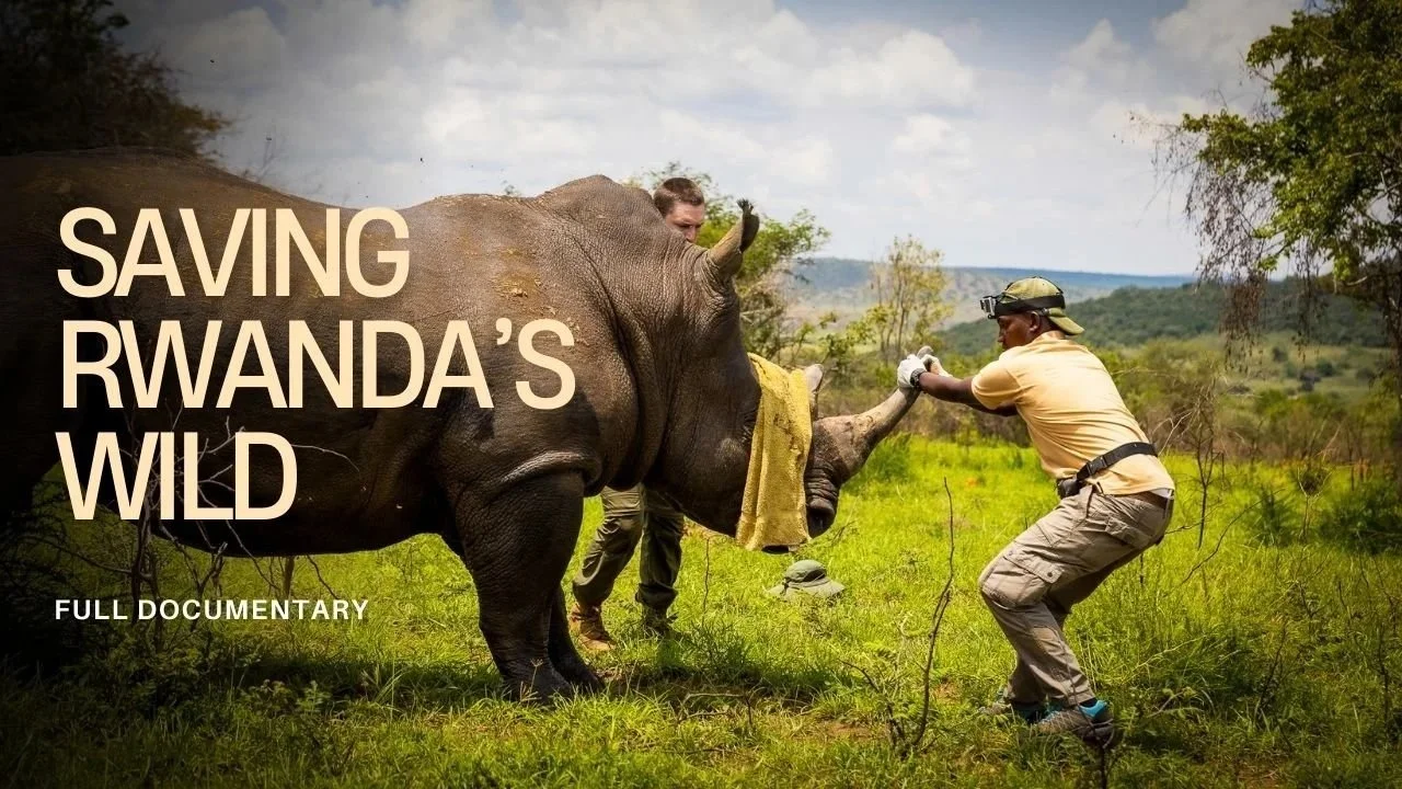 A wild white rhino being rescued by two men in a grassy field in Rwanda, with trees and hills in the background.